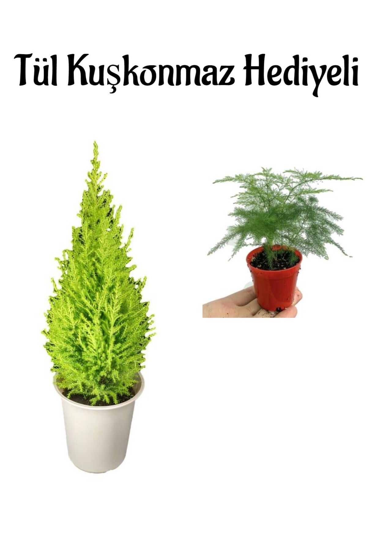 Gardenbox Çok Avantajlı Limon Kokulu Salon Limon Çamı Sevgililer Gününe Özel Tül Kuşkonmaz HEDİYELİ