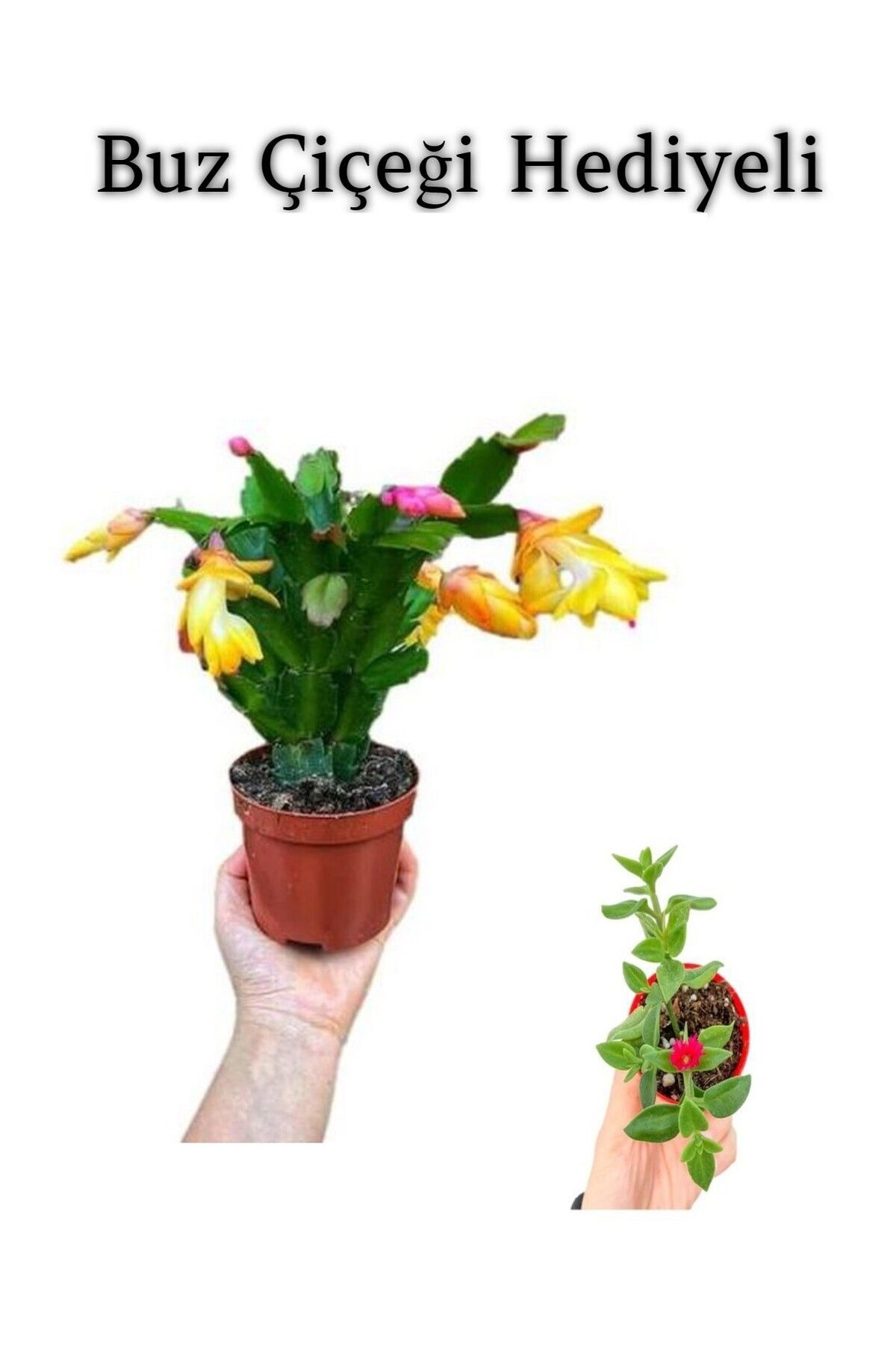 Gardenbox Çok Avantajlı Öğretmenler Gününe Özel Sarı Renk Yılbaşı Çiçeği Sarı Milii Kaktüs Hediyeli