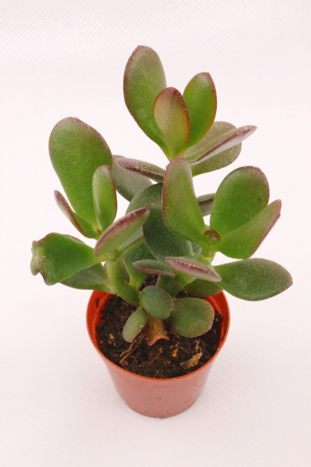 Crassula Ovata Hummel Sunset Sukulent 2