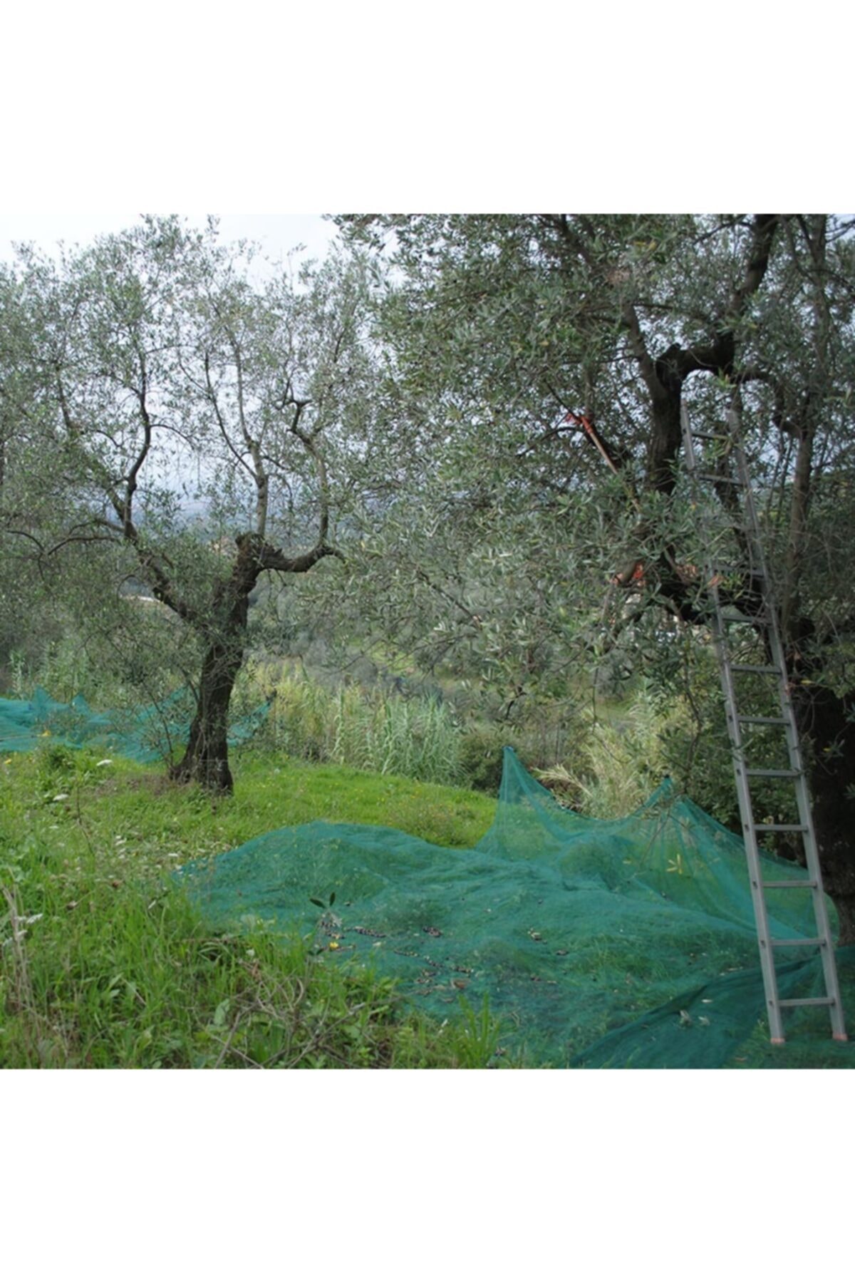 Zeytin Toplama Filesi 5mx10m 4