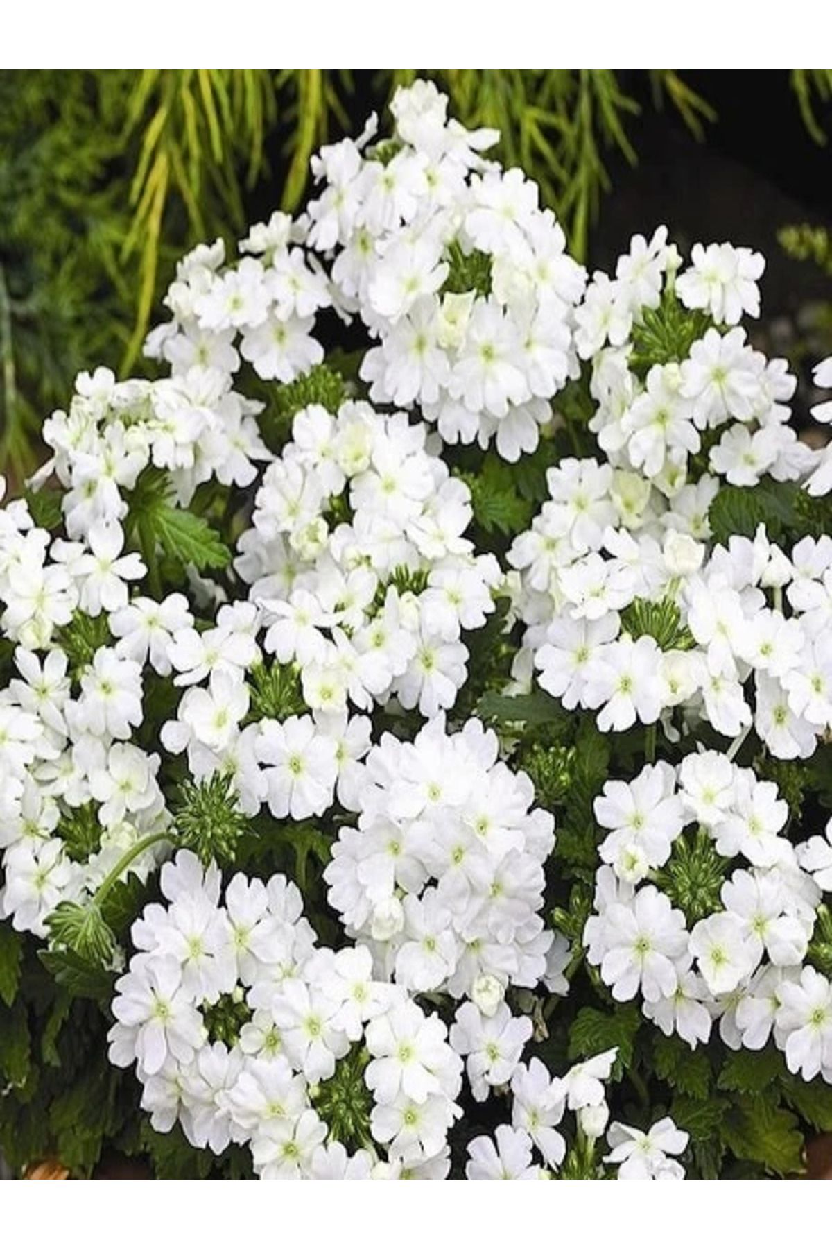 MASAL GARDEN MİNE ÇİÇEĞİ FİDANI BEYAZ RENK