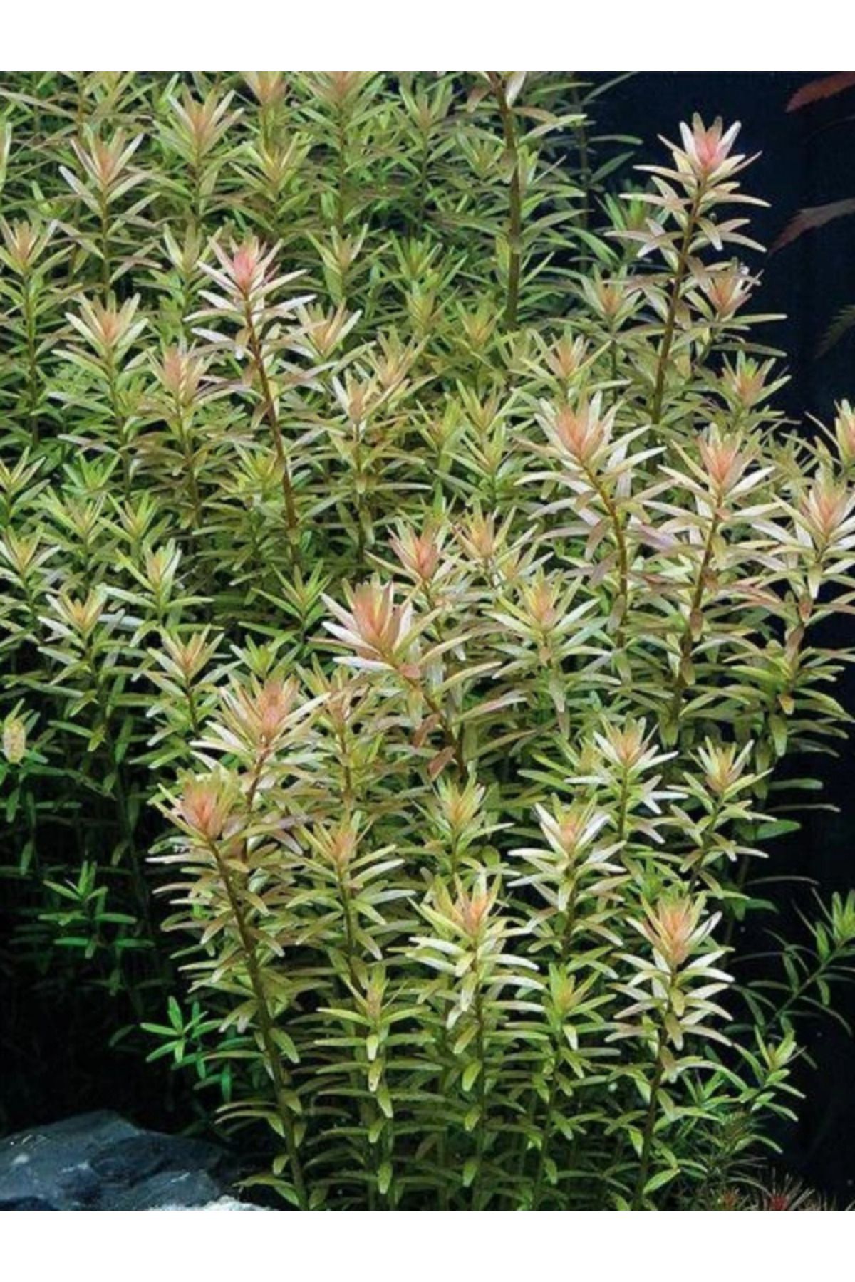 Aydın Akvaryum Rotala Rotundifolia Akvaryum Bitkisi,canlı Bitki 5 dal