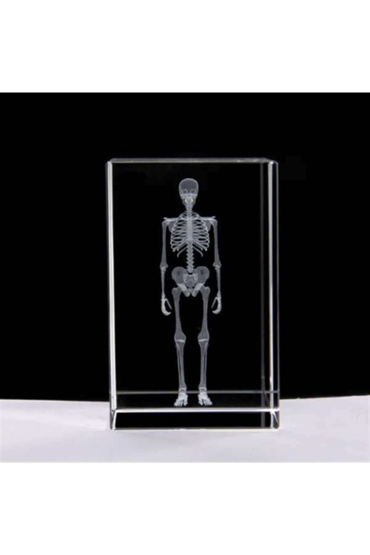 feifei 3D Kristal İnsan İskeleti Modeli