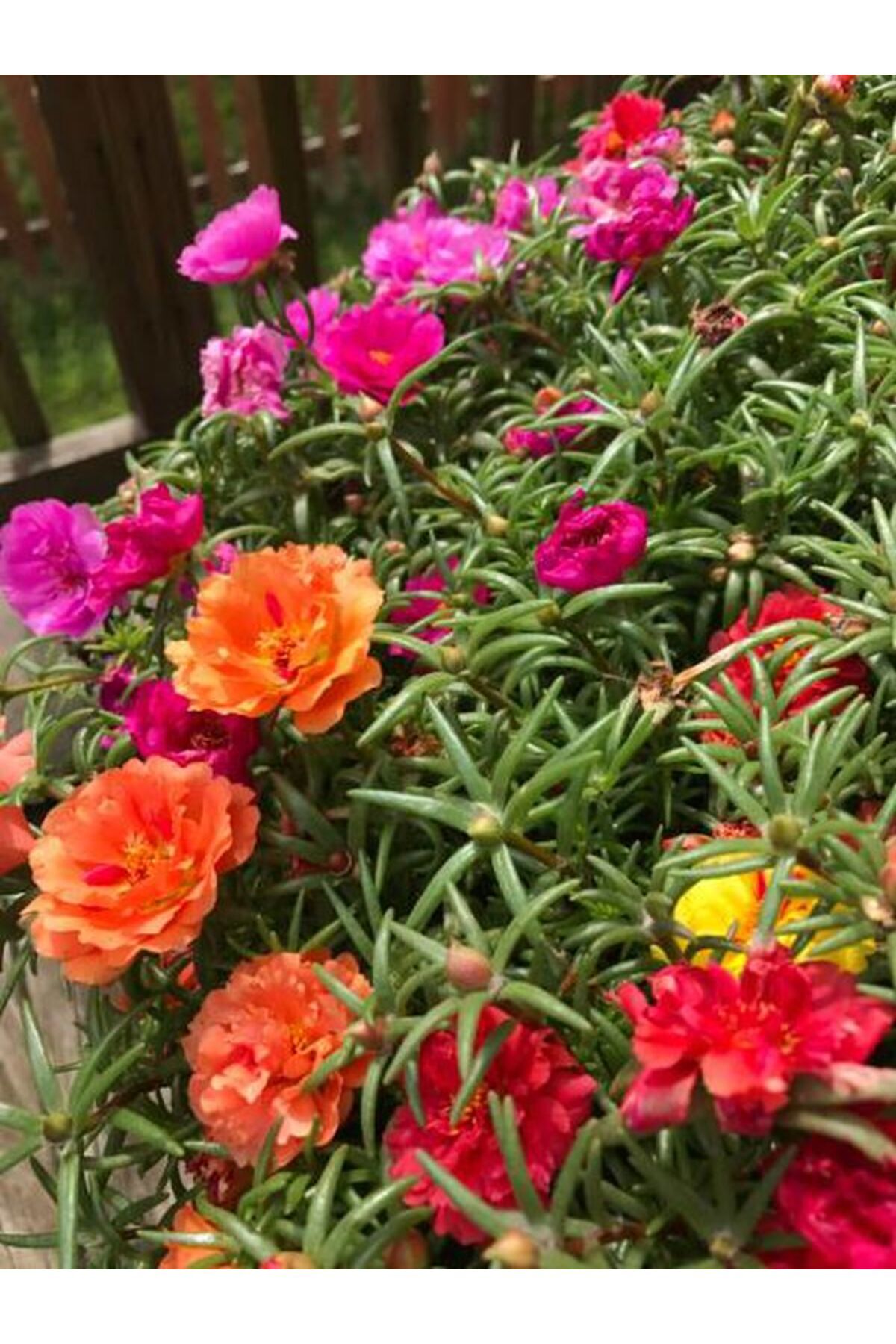 Mini Catnip (Silk) Flower 3 Mixed Color Outdoor Plants