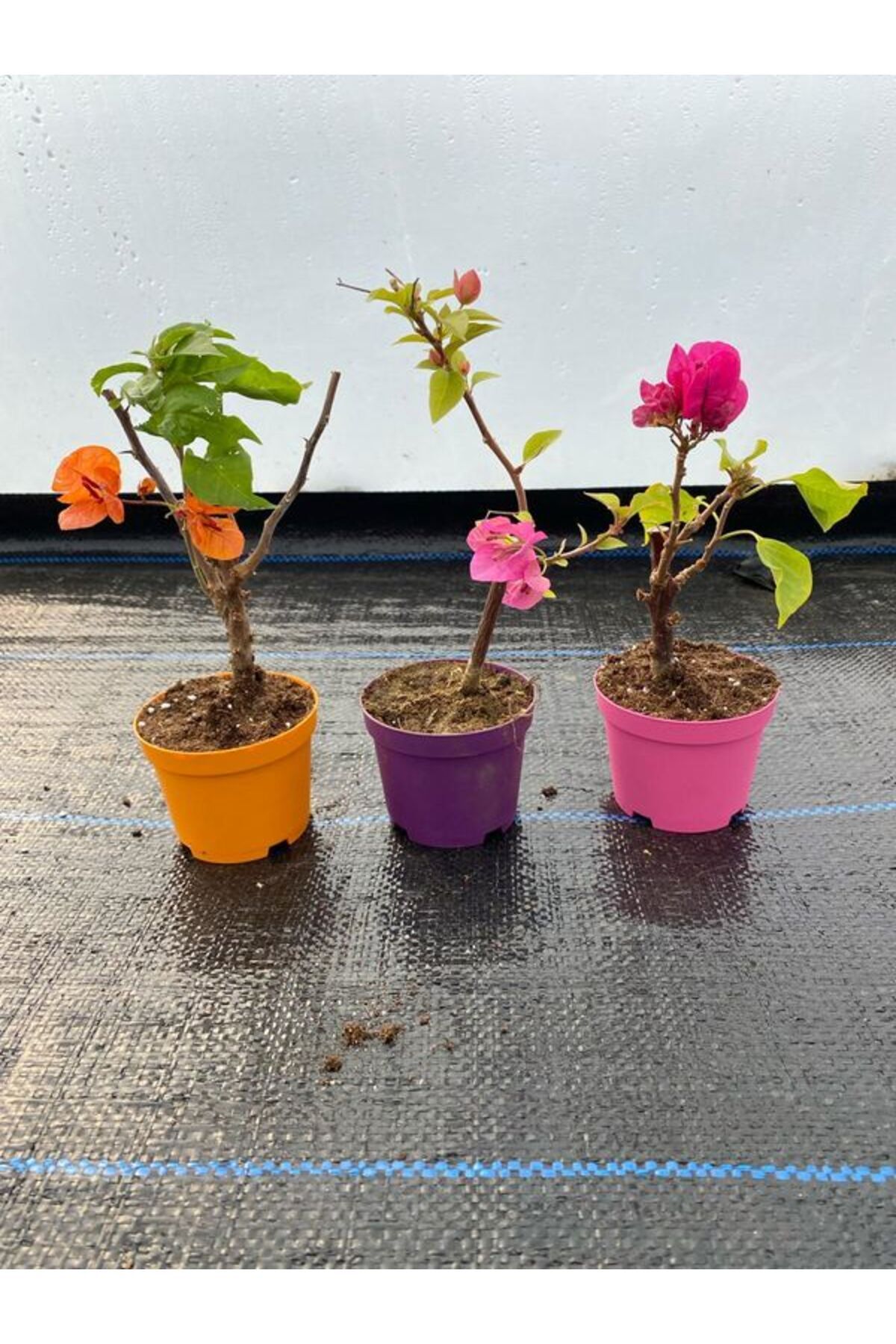 Bitkim Sende Çok Avantajlı Turuncu-Fuşya-Pembe Renk Mini Begonvil Fidanı 3 ADET saksılı 10-20Cm Bahçe Bitkisi