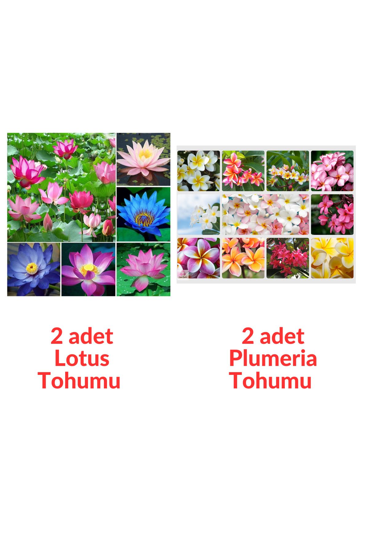 Bade Shop 2 Adet Karışık Renklerde Lotus (Nilüfer) Çiçeği Tohumu - 2 Adet Plumeria Tohumu - Toplam 4 adet