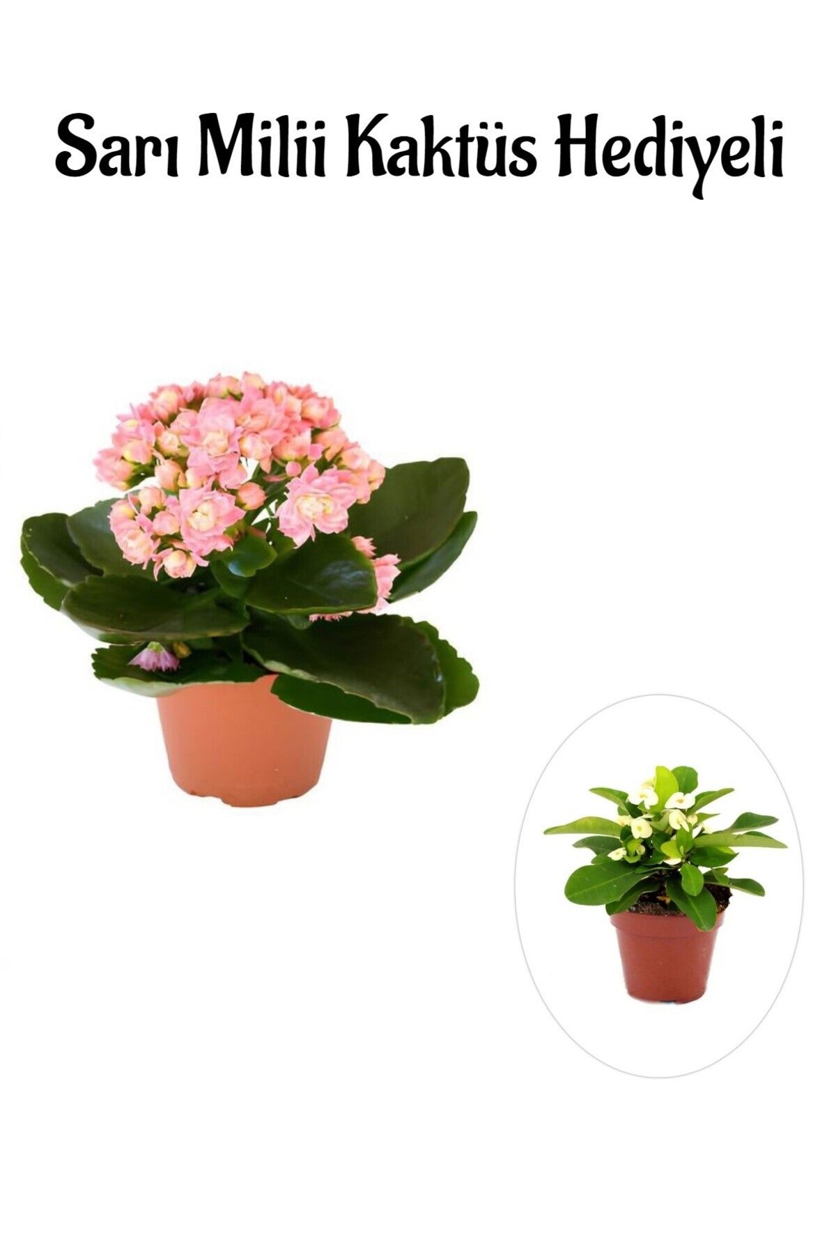 Gardenbox Çok Avantajlı Öğretmenler Gününe Özel Açık Pembe Kalanşo-emel Hanım Çiçeği Sarı Milli Hediyeli
