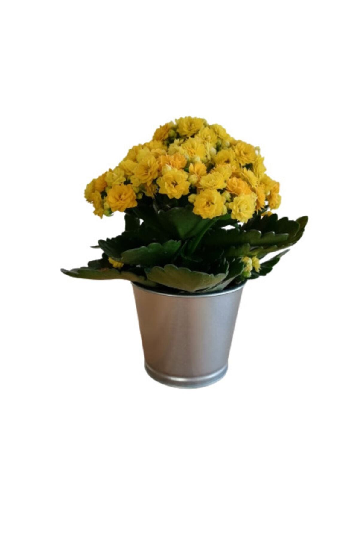 Gardenbox Çok Avantajlı Kalanchoe - Kalanşo Çiçeği (SARI ÇİÇEKLİ)