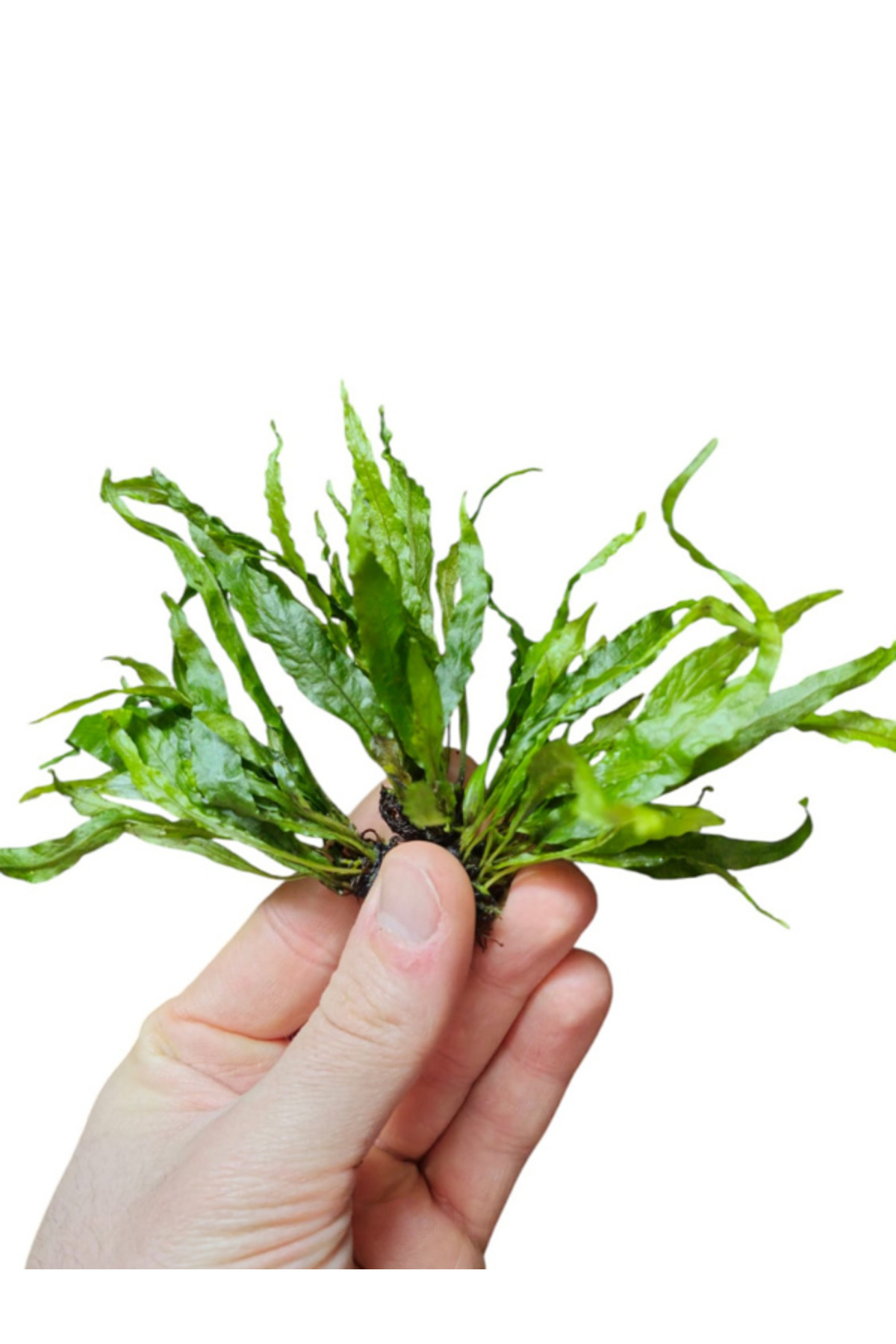 Aydın Akvaryum Microsorum Pteropus Narrow Leaf (Java Fern ) 1 Kök Kolay ...