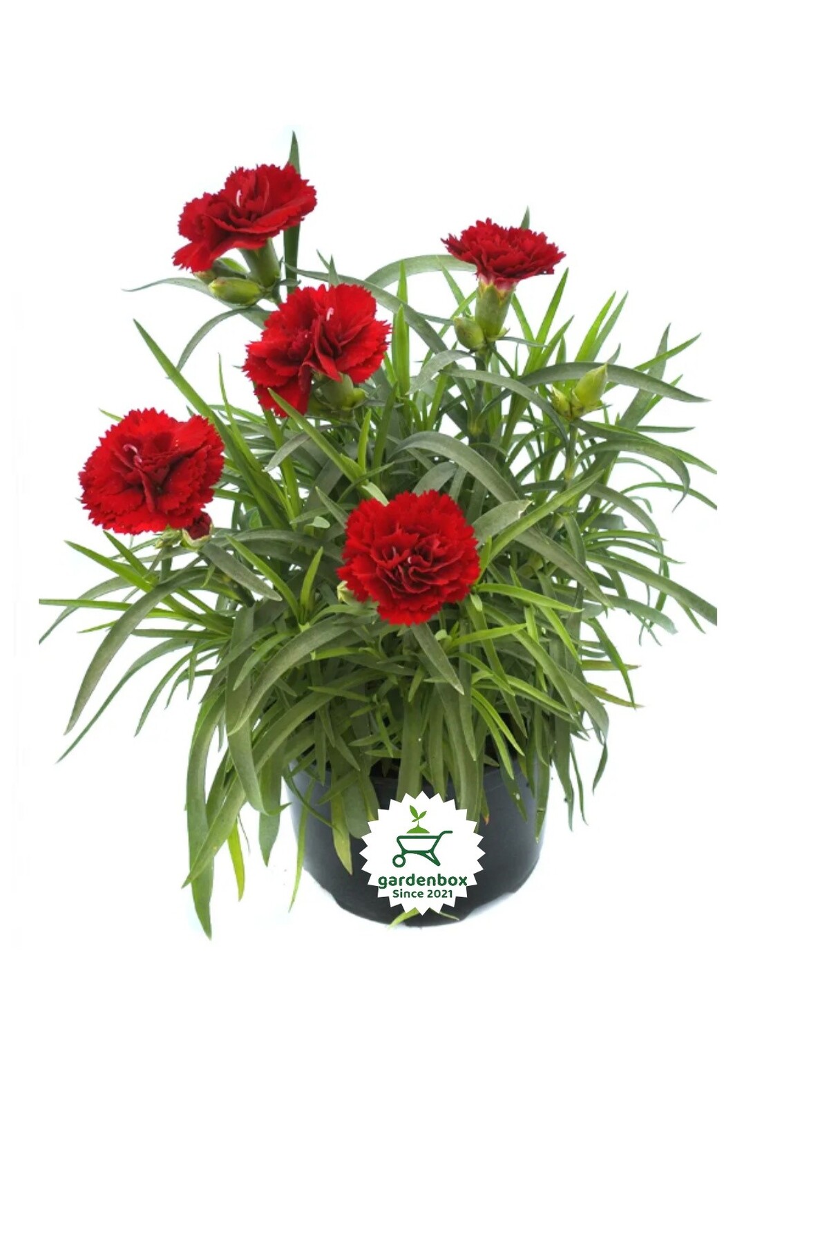 Red Carnation Flowers with New Era Flowers Special Advantageous Price for Women's Day