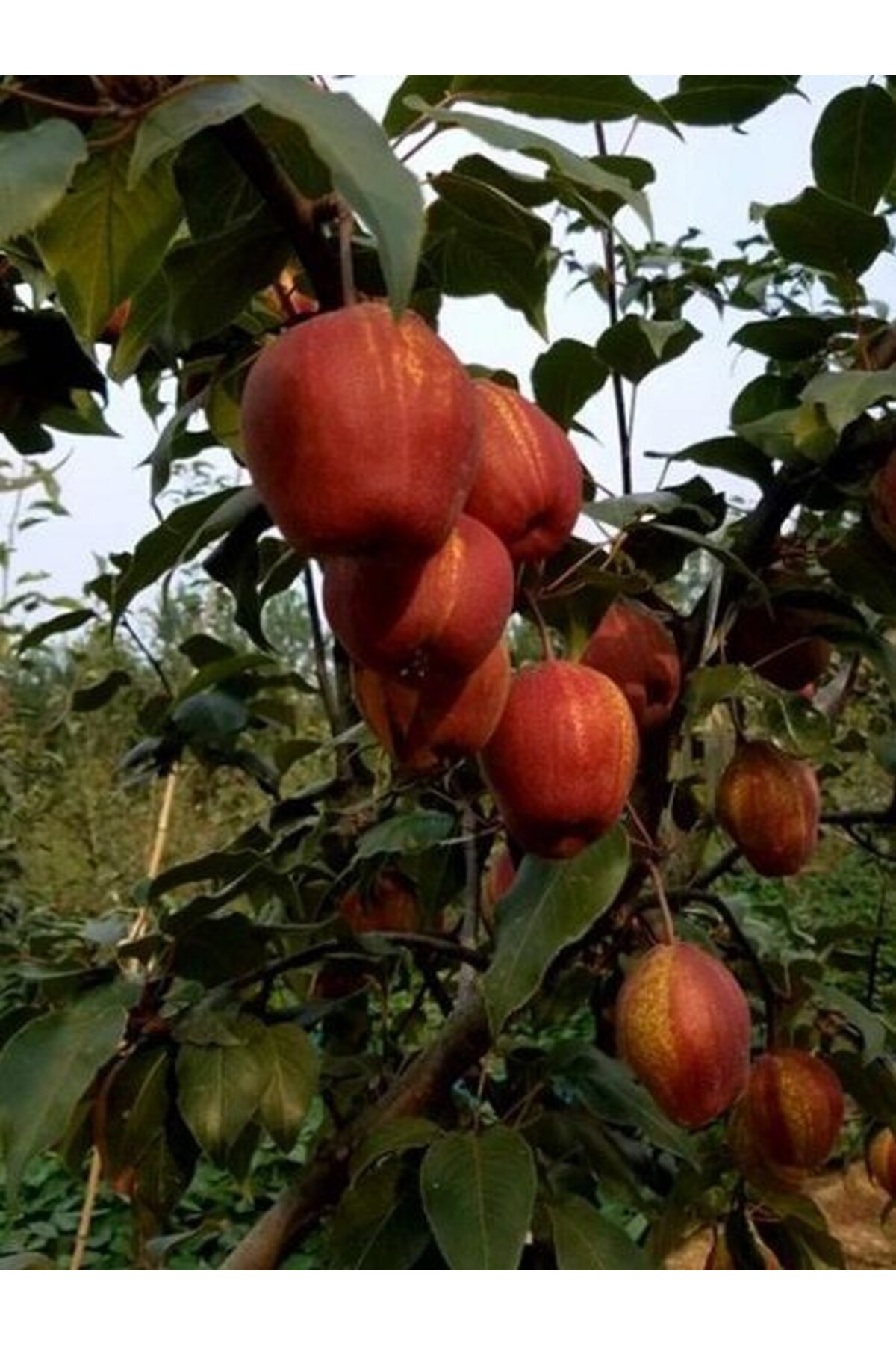 Pear Seedling Nusret Bey 120 cm in Pot