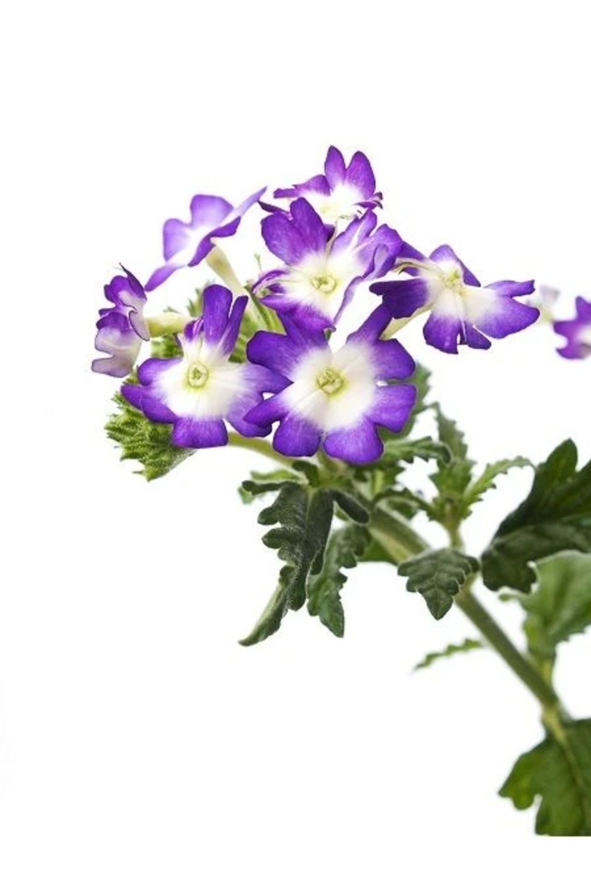 Ucuzluk Diyarı 2 ADET MİNE ÇİÇEĞİ FİDANI MOR RENK