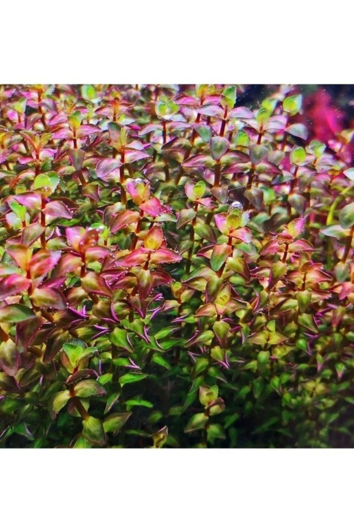 Aydın Akvaryum Rotala Macrandra Mini Pink Akvaryum Bitkisi,canlı Bitki 5 dal