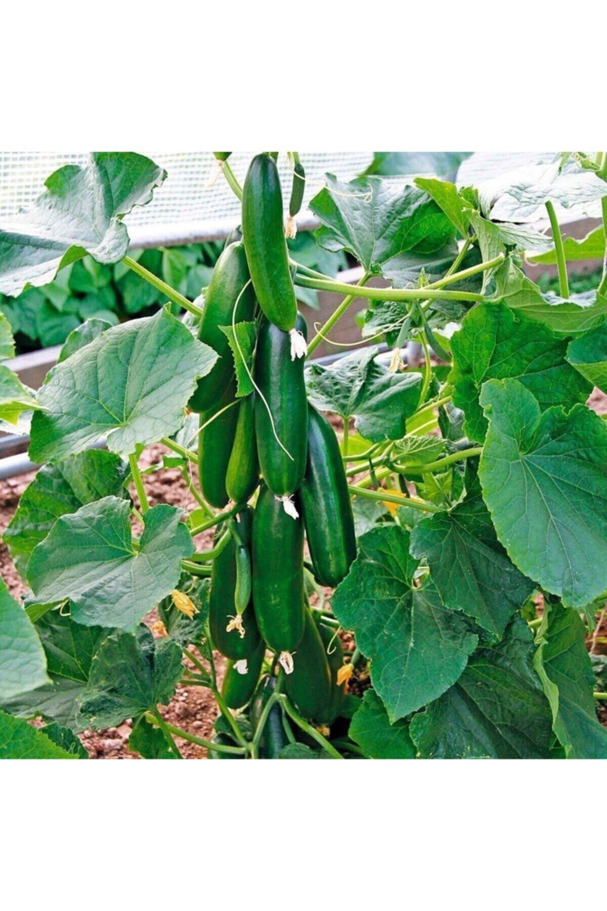 Crispy Çengelköy Cucumber Seedling (5 Pieces) Abundantly Efficient