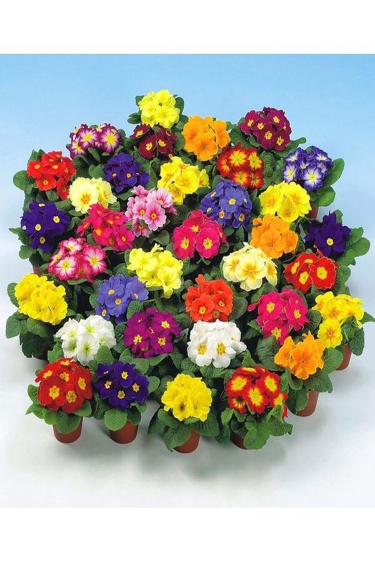 Colorful Evening Primrose Seedling with Video 10 Pieces 5-20cm Pot\tube (BEGONİA sapling)