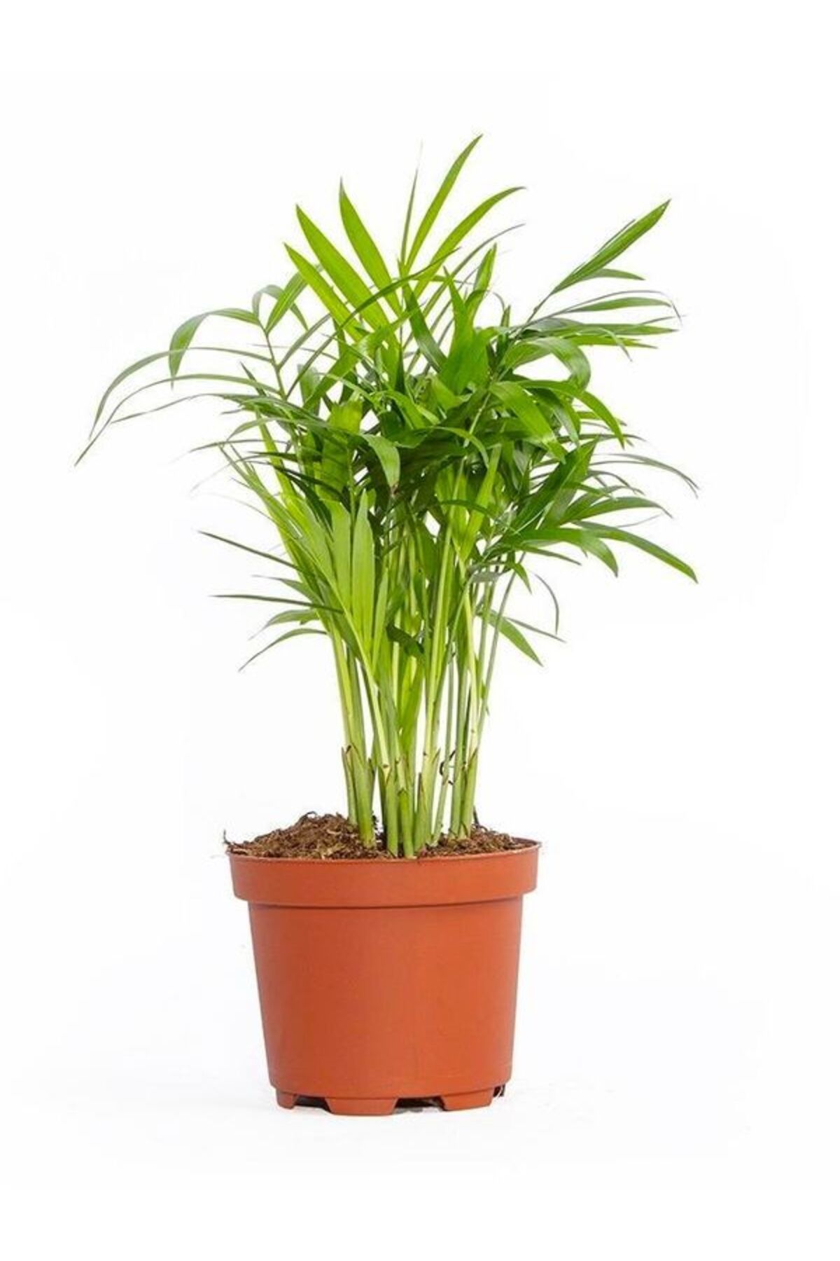 Gardenbox Çok Avantajlı Chamaedorea Elegans Dağ Palmiyesi 20cm 8.5 Saksıda Iç Mekan Bitkisi
