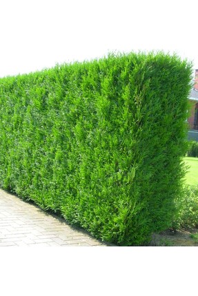 Tunç Botanik YEŞİL MAZI FİDANI 5 ADET - ÇİT BİTKİSİ ( Thuja Orientalis )