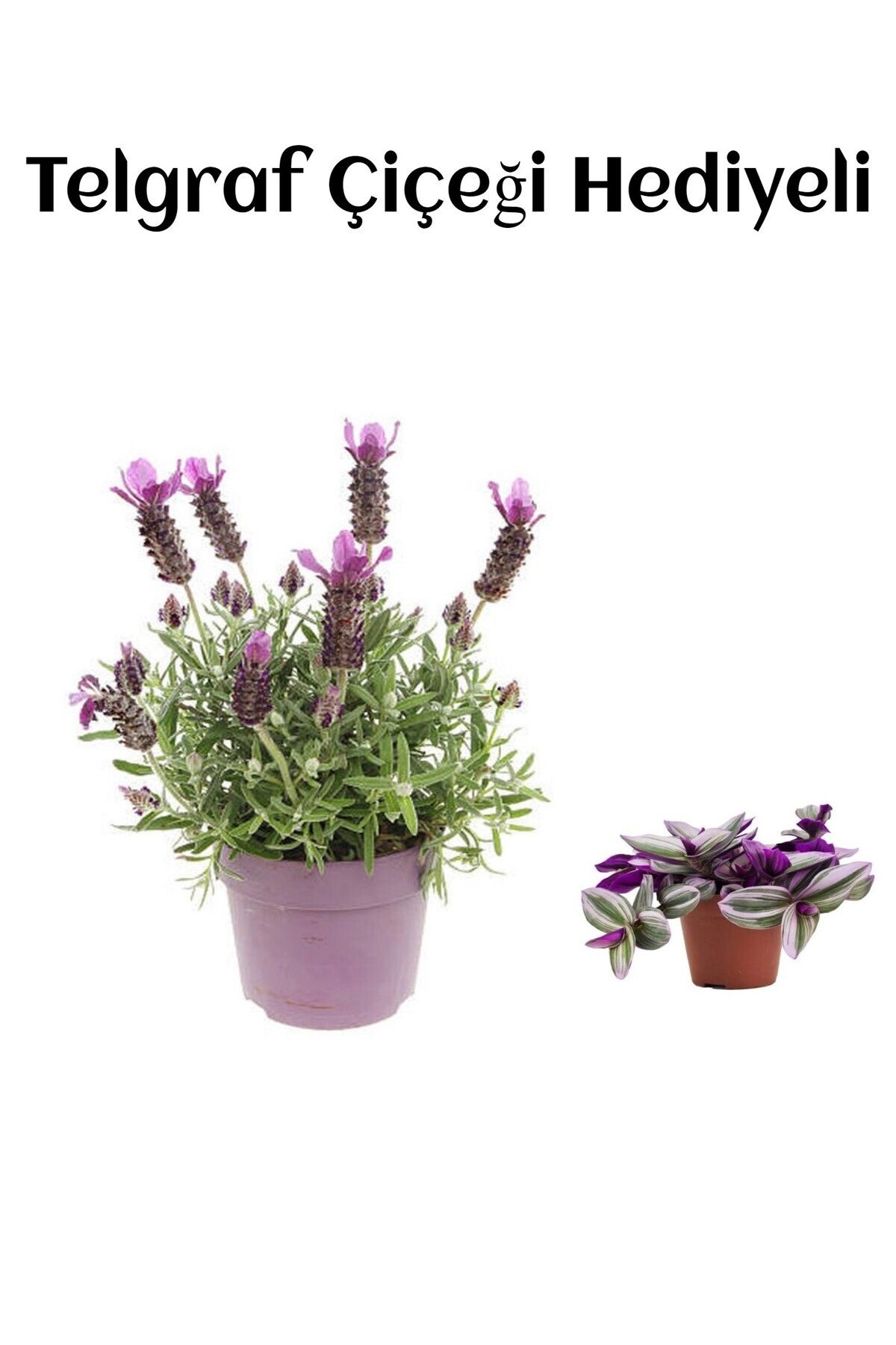 Gardenbox Çok Avantajlı Mis Kokulu Mor Lavanta Fidanı Sevgililer Gününe Özel TELGRAF HEDİYELİ