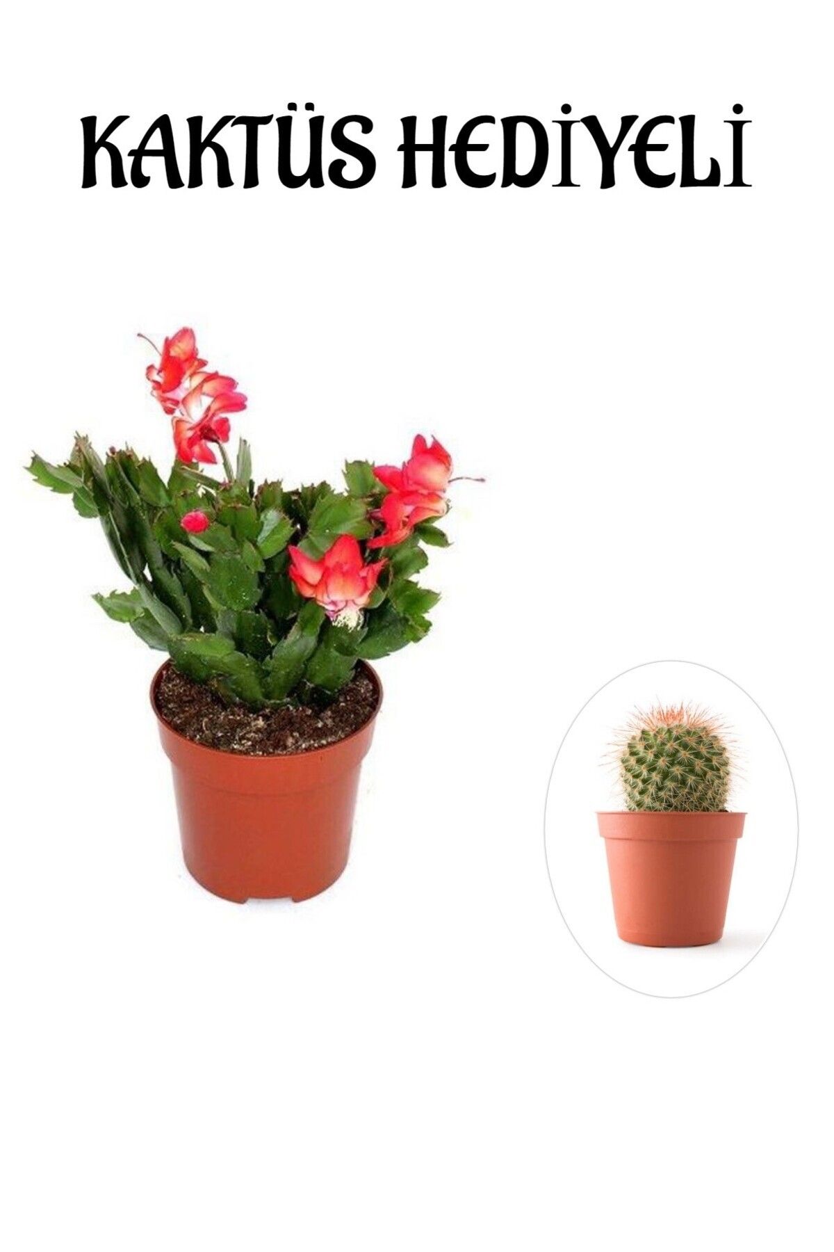 Gardenbox Çok Avantajlı Hediyelik Kırmızı Renk Yılbaşı Çiçeği Sevgililer Gününe Özel KAKTÜS HEDİYELİ