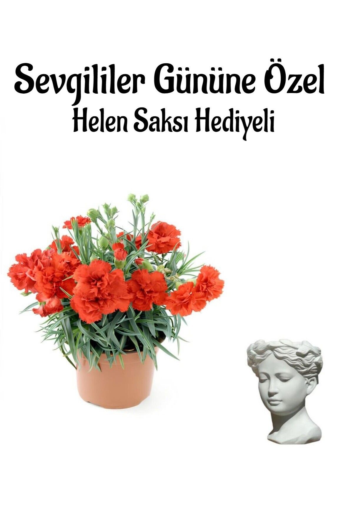 Gardenbox Çok Avantajlı Sevgililer Gününe Özel Kırmızı Renk Kokulu Karanfil Çiçeği Helen Saksı HEDİYELİ