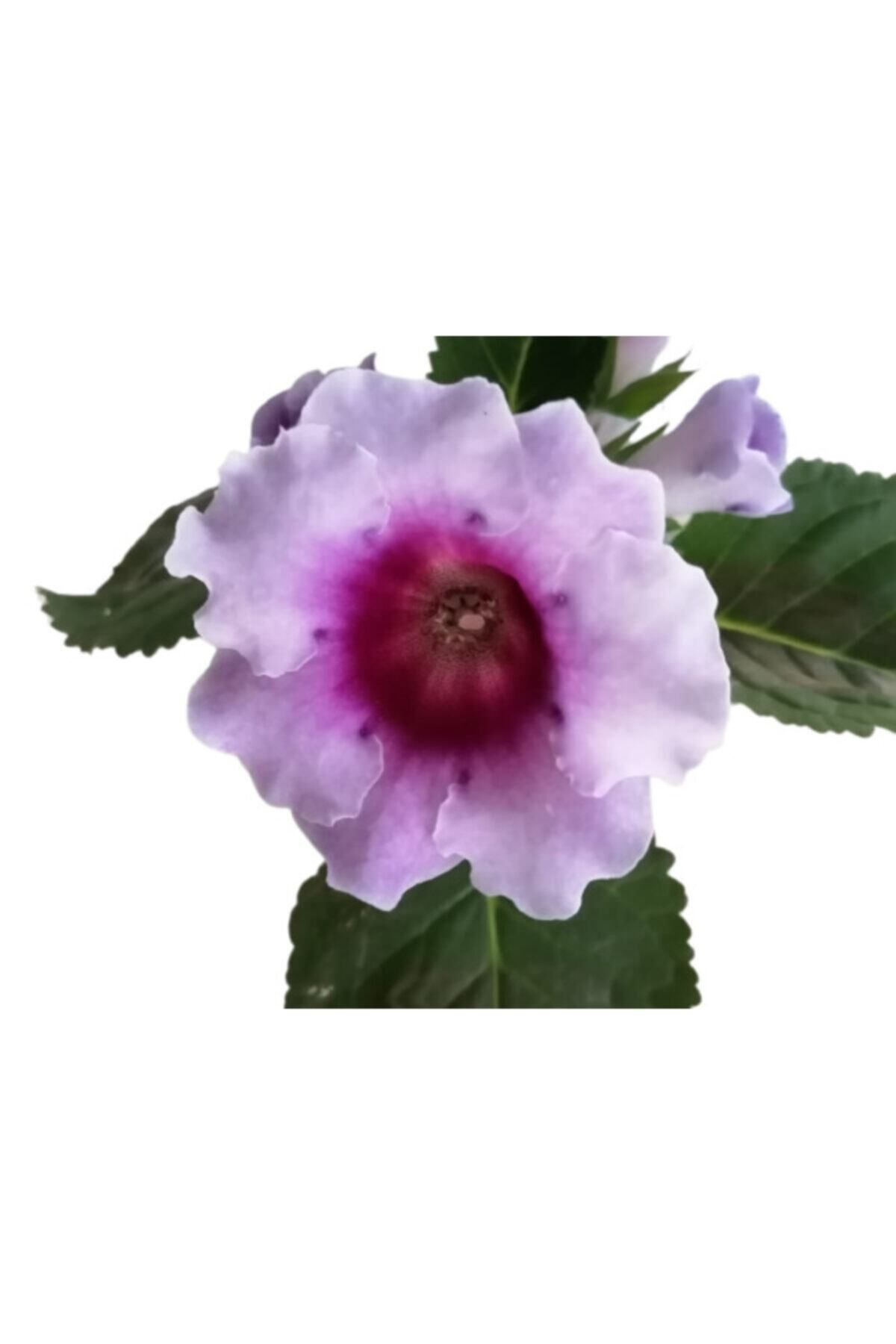 Gardenbox Çok Avantajlı Gloxinia - Bardak Menekşe (mor - Beyaz Çiçekli)