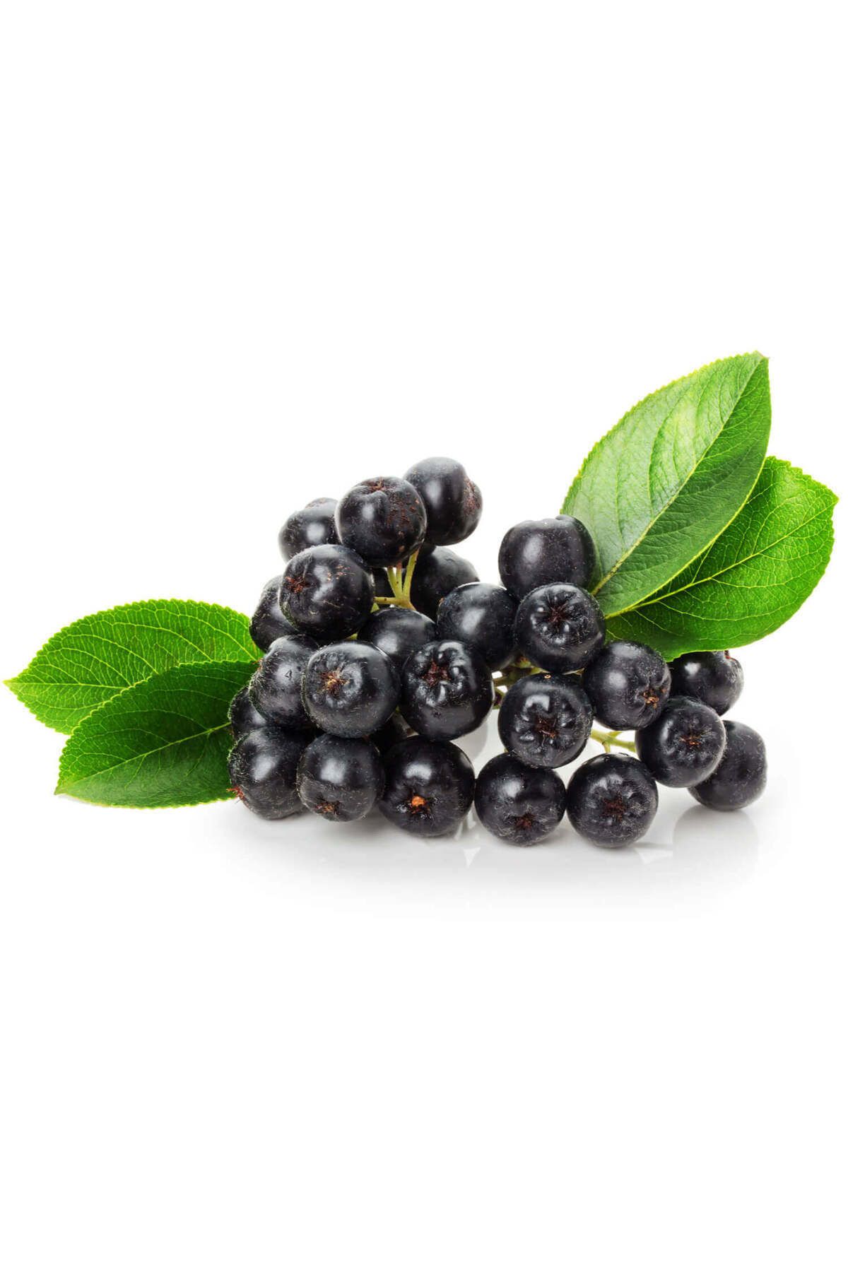 balkanberries Aronya Dökme Çay 500 gr