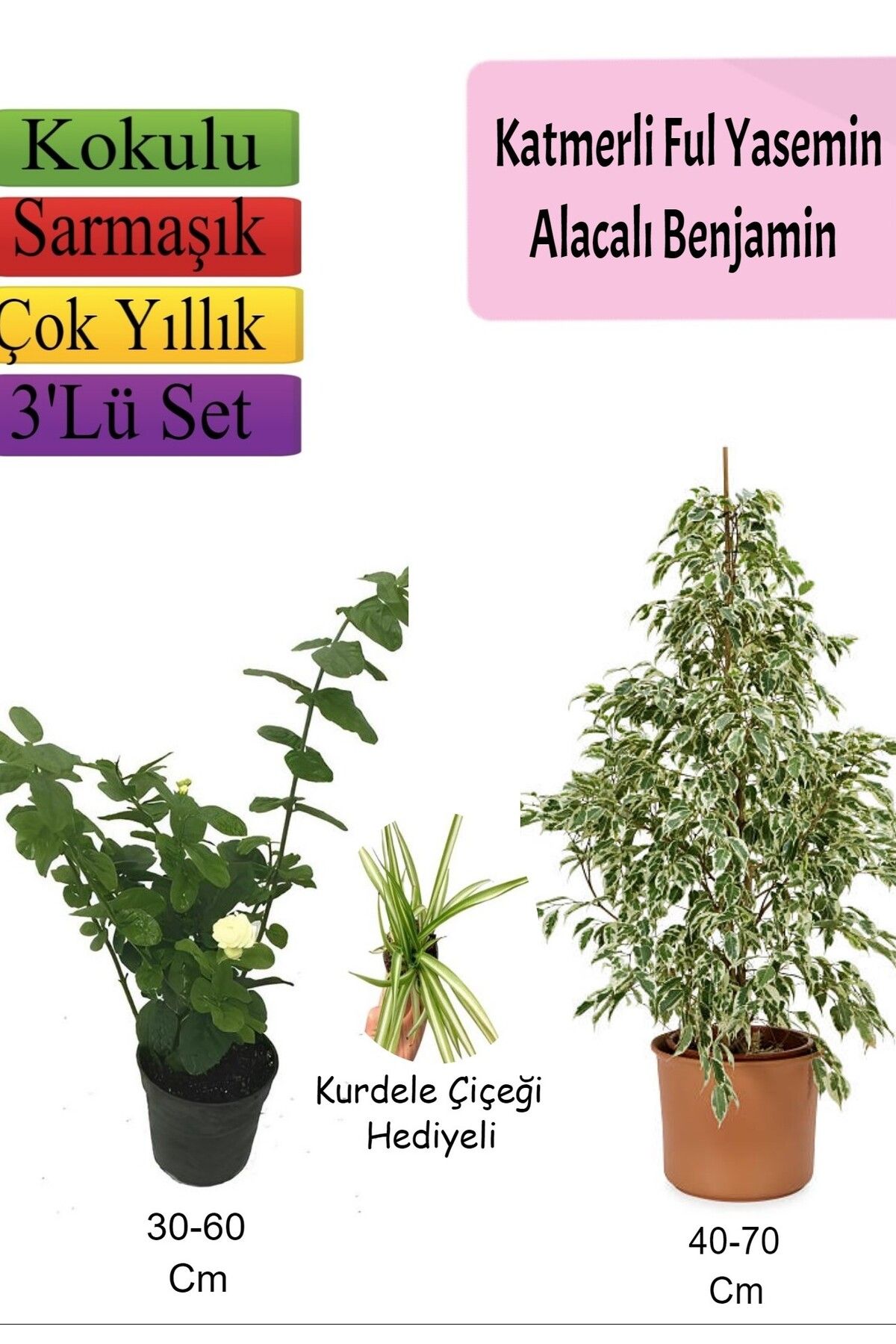 serada decor plant Beyaz Alacalı Benjamin Bitkisi+  Katmerli Ful Yasemin+ Kurdele Çiçeği Hediyeli