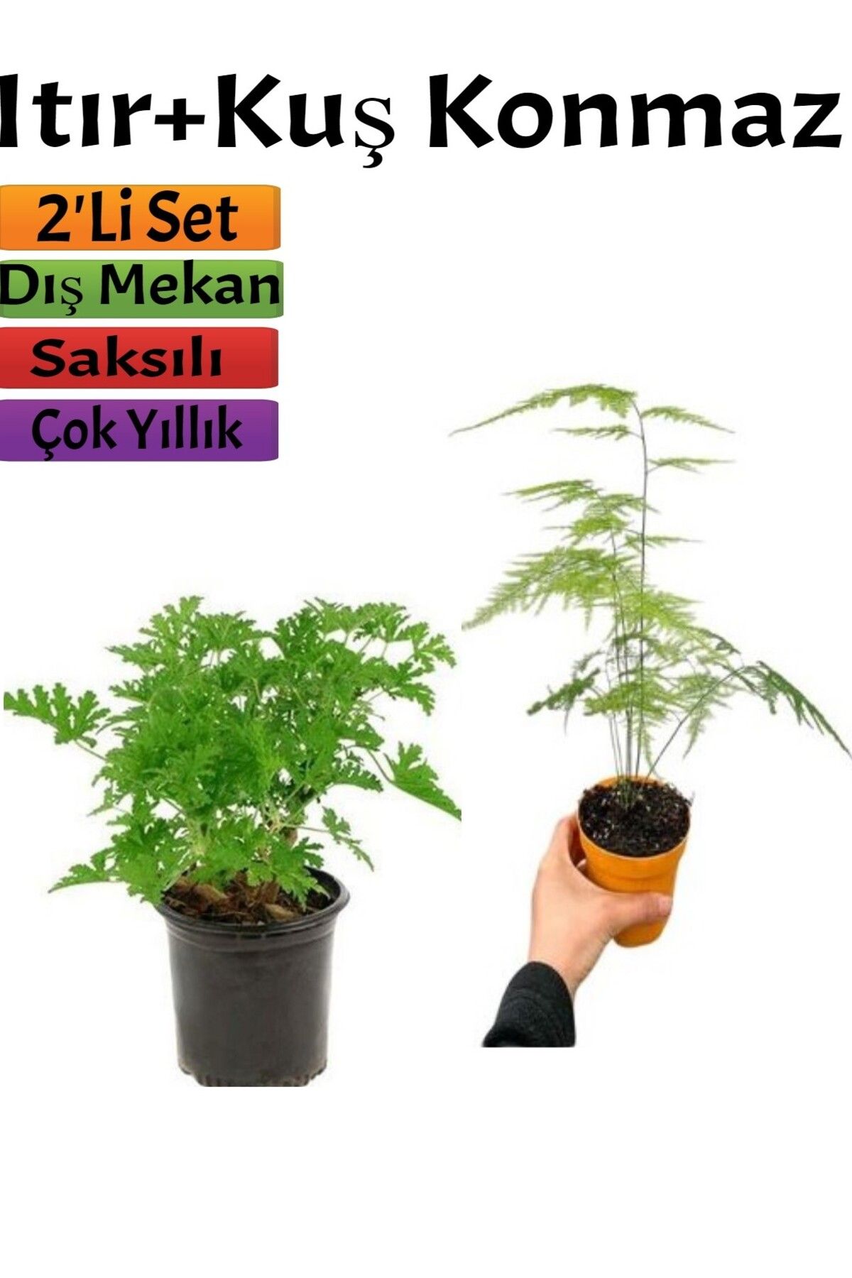 serada decor plant Bahçe Seti Yoğun Kokulu Itır Çiçeği+ Tül (5-25 Cm) Saksılı Dış Mekan Bitkileri
