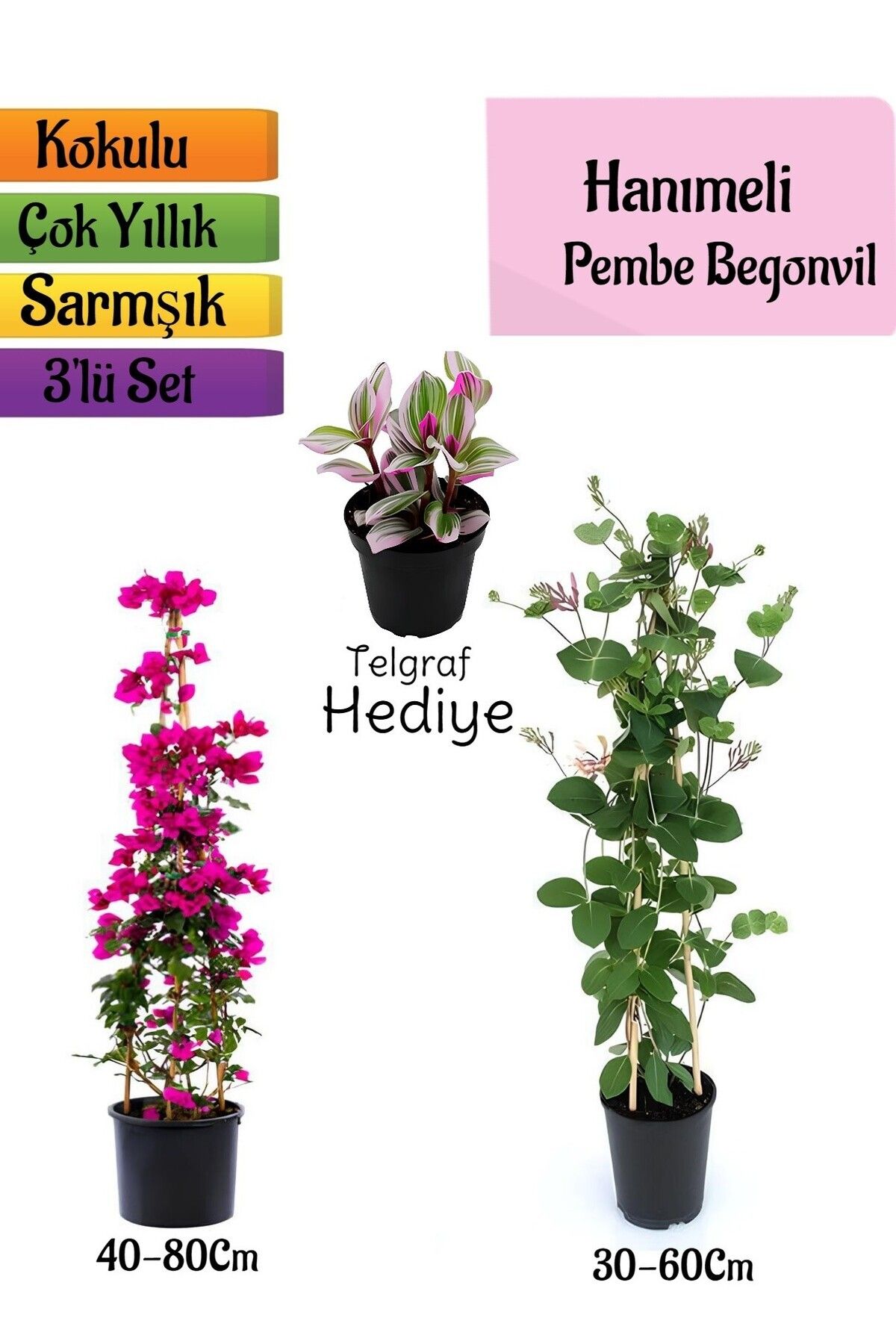 serada decor plant Pembe Begonvil+Kokulu Hanımeli Çiçeği+Telgraf Çiçeği Hediyeli 3'lü Peyzaj Seti