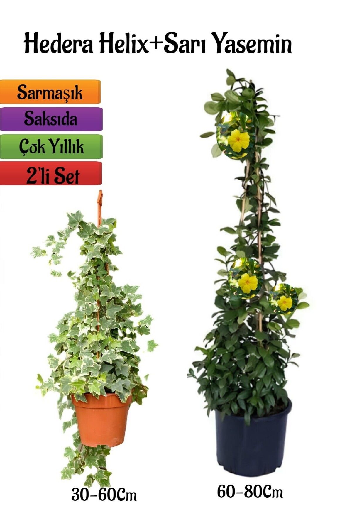 serada decor plant Hedera Helix Duvar Sarmaşığı+Sarı Yasemin Çiçeği Fidanı 2'li Bahçe Seti