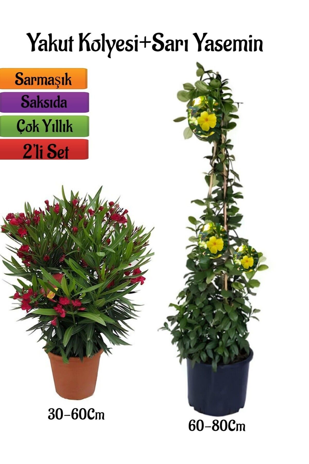 serada decor plant Kırmızı Renk Zakkum Fİdanı+Sarı Renk Yasemin Çiçeği Fidanı 2'li Bahçe Peyzaj Seti