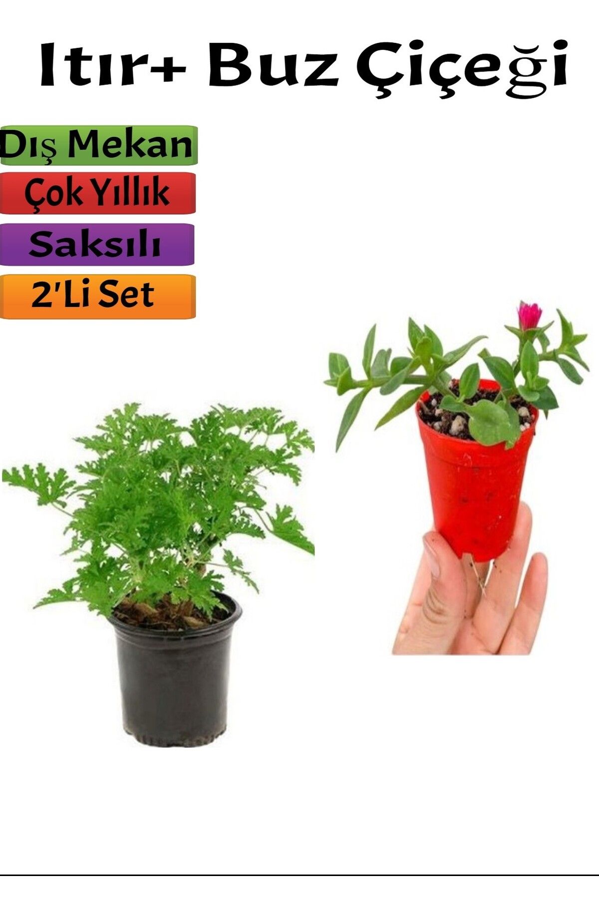 serada decor plant Yoğun Kokulu Itır ( Gül Damlası)+ Buz Çiçeği (5-15 Cm) Saksılı Dış Mekan Bitkileri