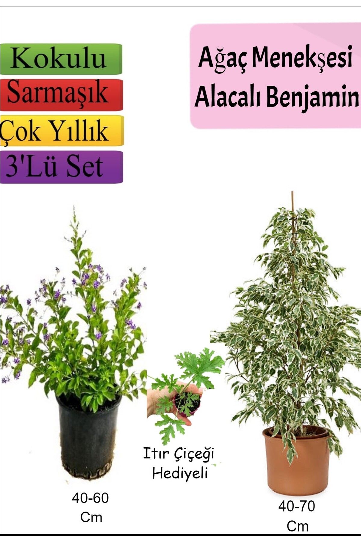 serada decor plant Beyaz Alacalı Benjamin Bitkisi+ Ağaç Menekşesi (Duranta)+ Itır Çiçeği Hediyeli
