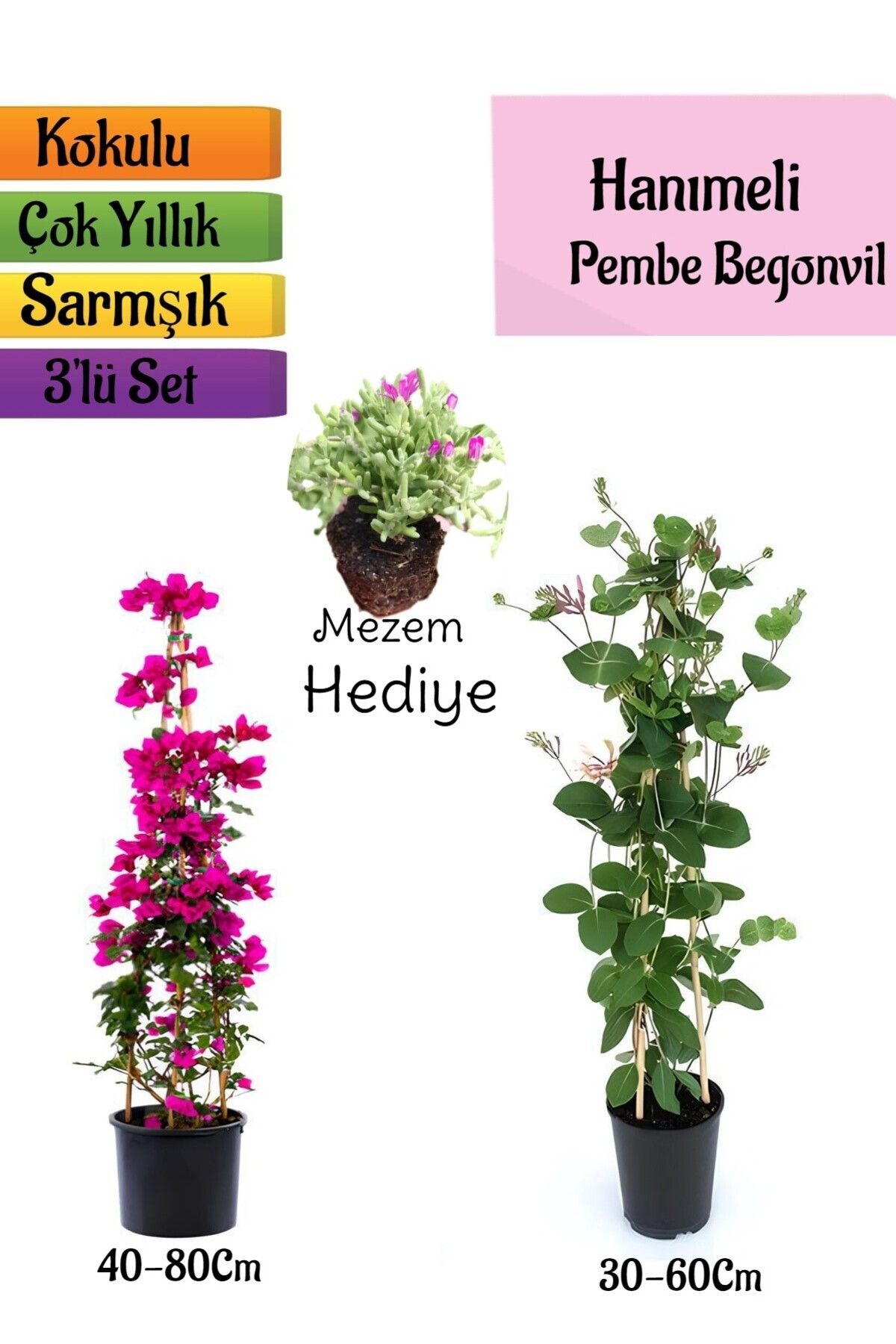 serada decor plant Pembe Begonvil+Kokulu Hanımeli Çiçeği+Mezem Çiçeği Hediyeli 3'lü Peyzaj Seti