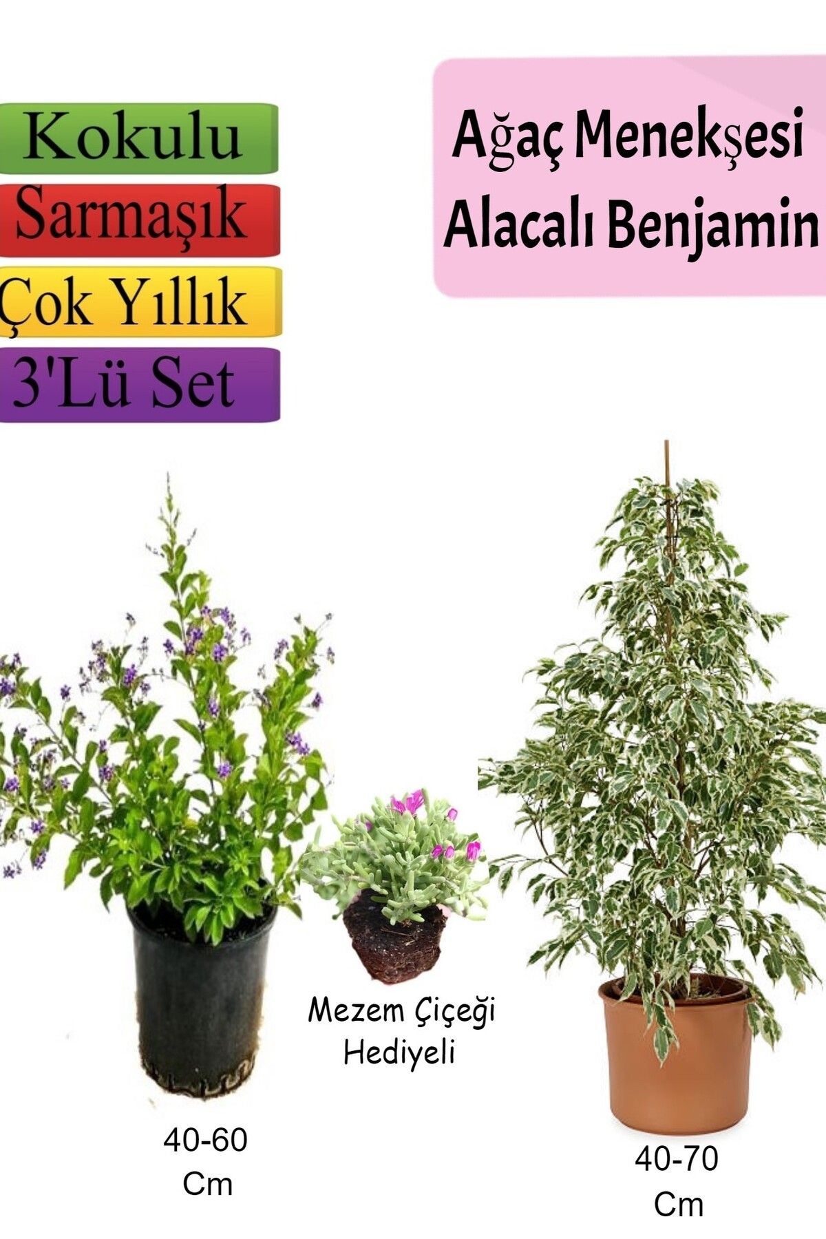 serada decor plant Beyaz Alacalı Benjamin Bitkisi+ Ağaç Menekşesi (Duranta)+ Mezem Çiçeği Hediyeli