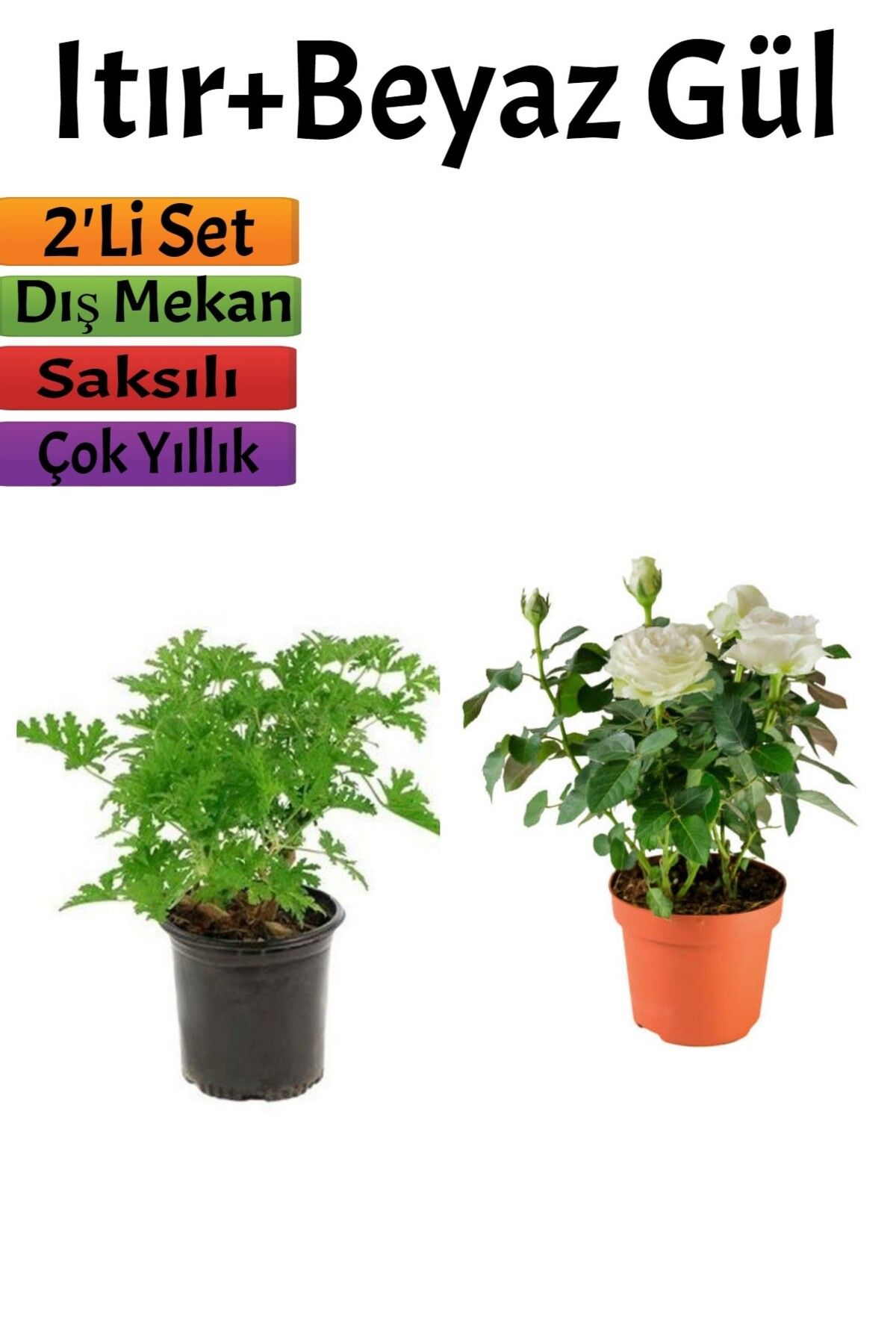 serada decor plant Yoğun Kokulu Itır Çiçeği+ Beyaz Gül Fidanı (15-25 Cm) Saksılı Dış Mekan Bitkileri