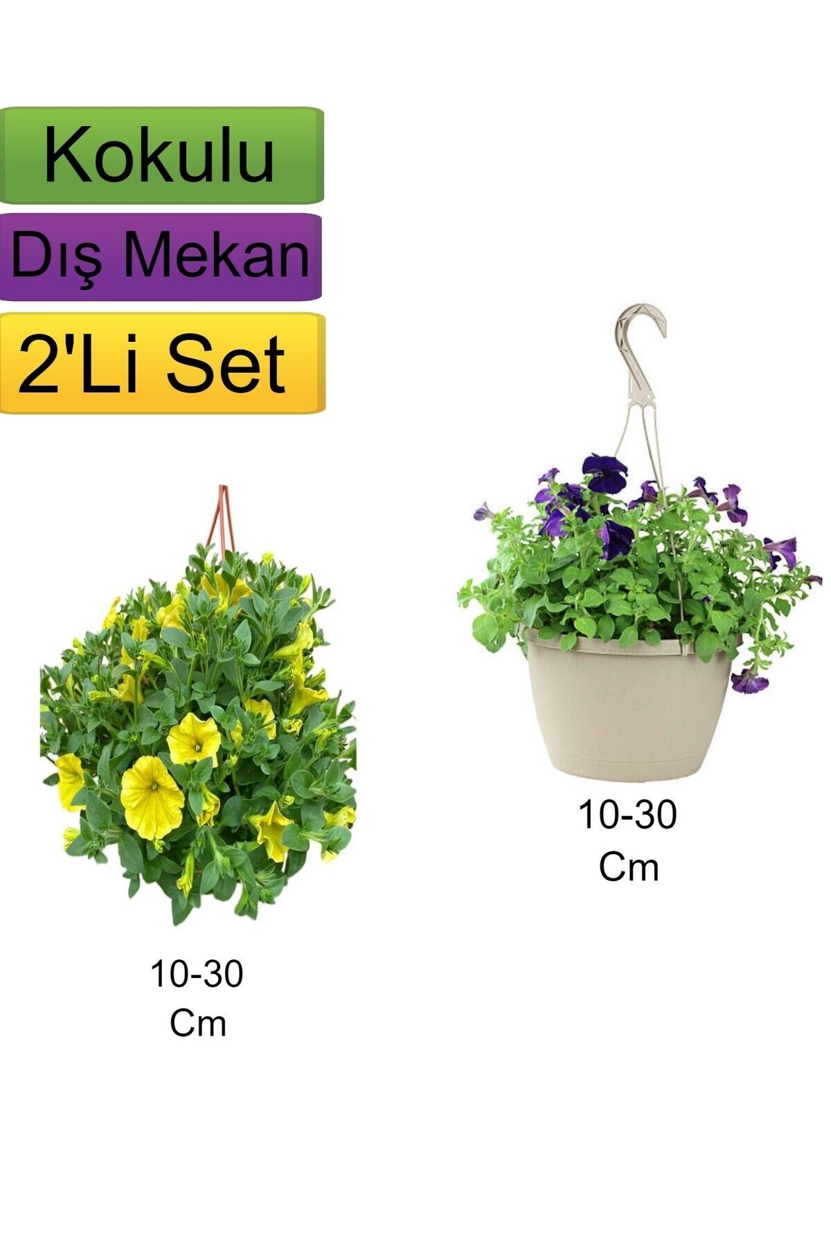 serada decor plant 2'Li Set Sarı + Mor Renkli petunya Çiçeği