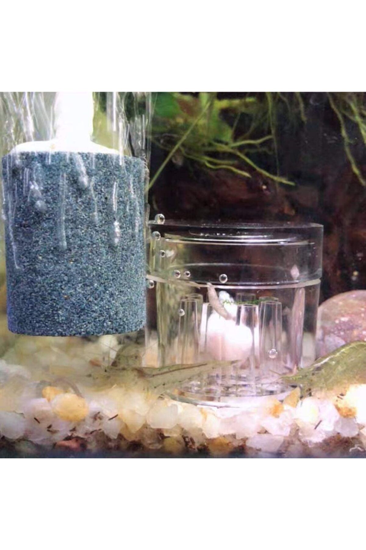 Choice-Aquarium Planaria Trap Crystal Red Shrimp Worm Trap Transparent 8-Hole Leech Proteinworm Pest Cat... 5