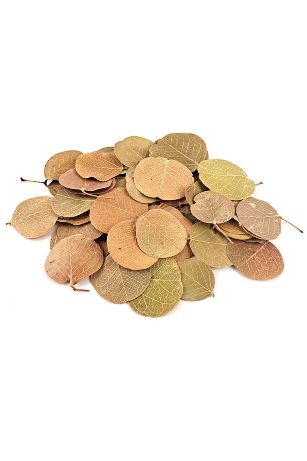 Choice-50pcs Natural Leaf Aquarium Filter Terminalia Catappa Foetida Leaves Island Almond Leaf Fish Clea... 3