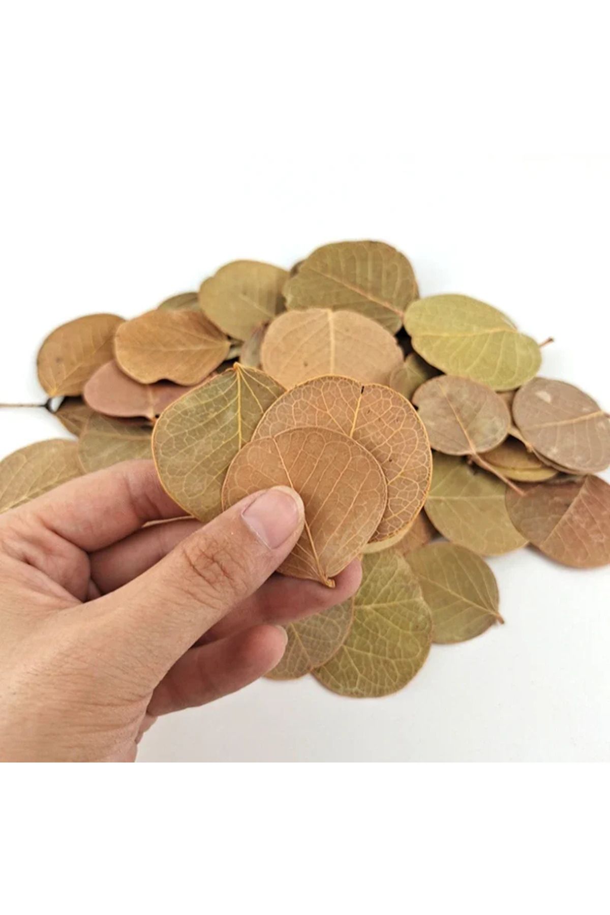 Choice-50pcs Natural Leaf Aquarium Filter Terminalia Catappa Foetida Leaves Island Almond Leaf Fish Clea... 4