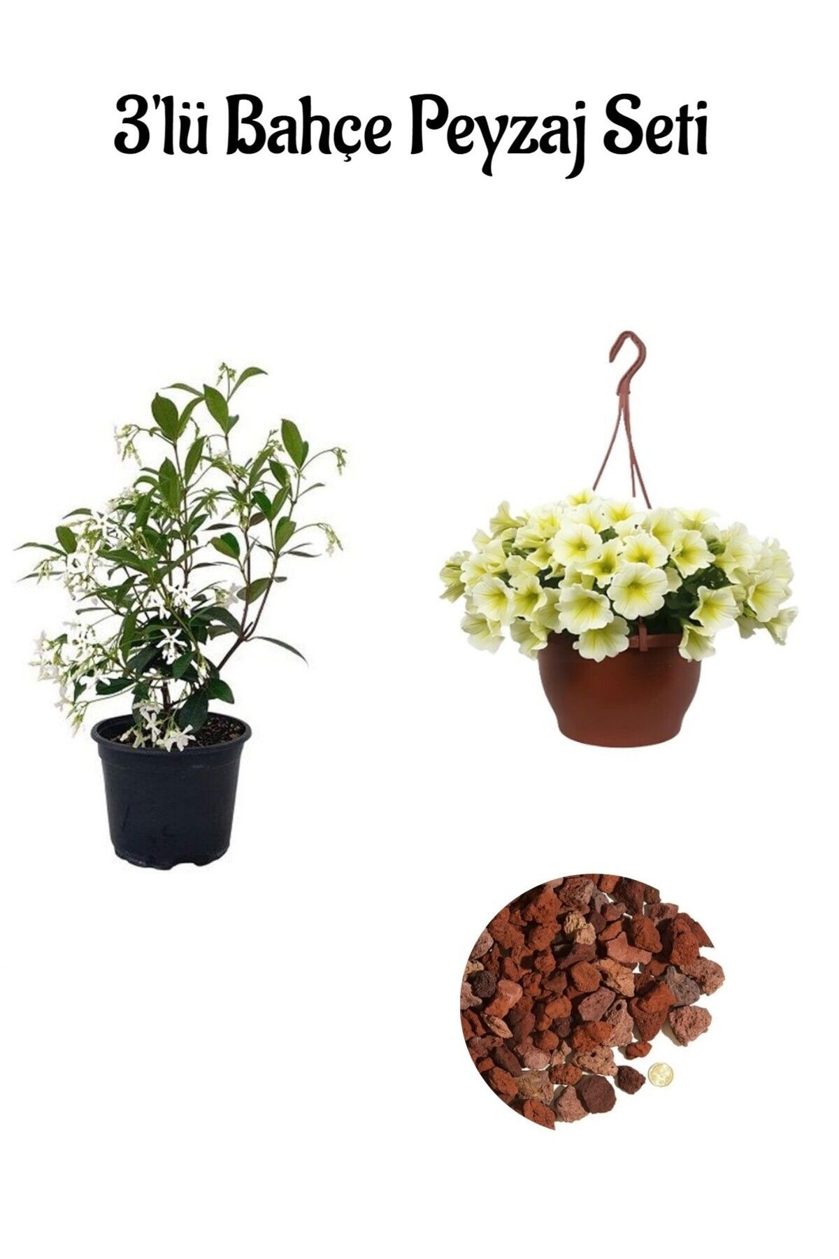 serada decor plant Çin Yasemini(20-40Cm)+Sarı Petunya Çiçeği(20-30Cm)+2lt Curf Dekoratif Taş 3'lü Peyzaj Seti