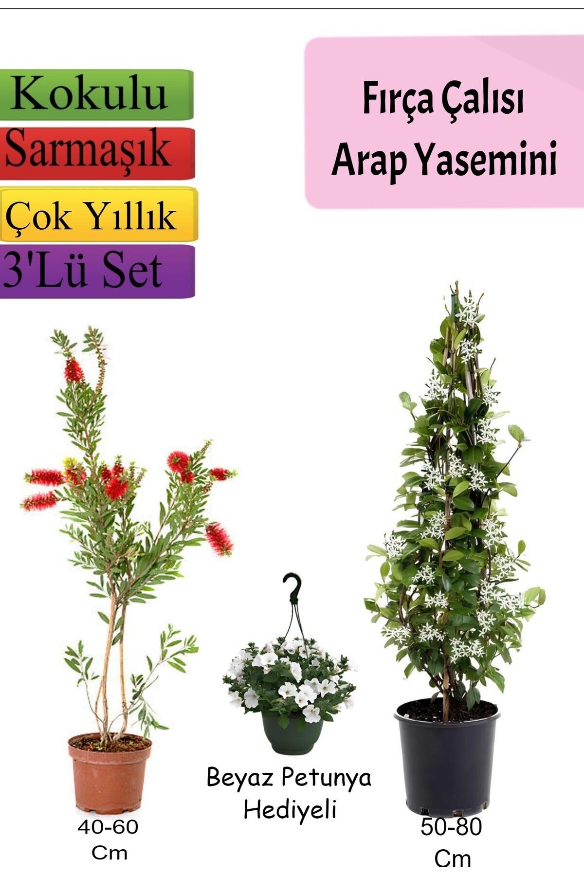 serada decor plant Fırça Çalısı+ Arapyasemini+ Beyaz Petunya Hediyeli