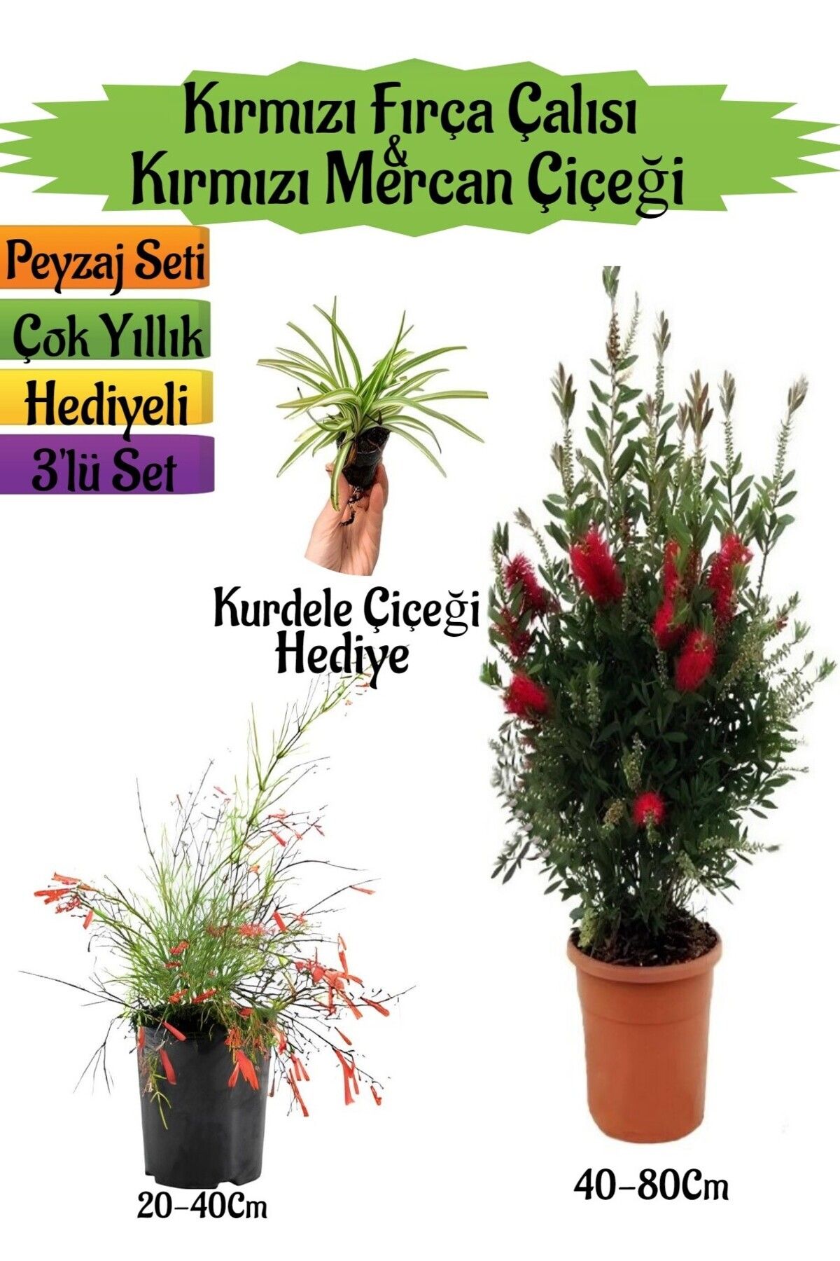 serada decor plant Kırmızı Fırça Çalısı+Kırmızı Mercan Çiçeği+Kurdele Çiçeği Hediyeli Peyzaj Seti
