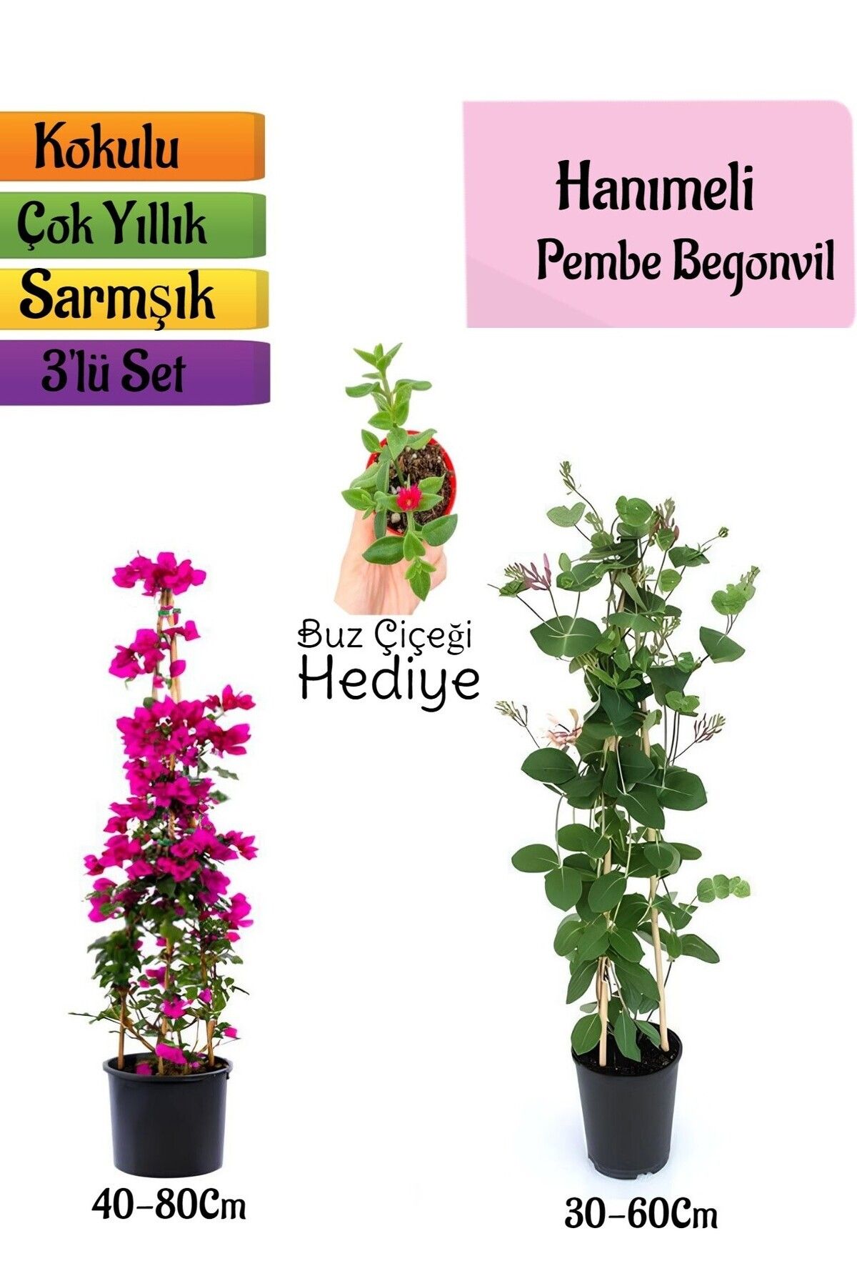 serada decor plant Pembe Begonvil+Kokulu Hanımeli Çiçeği+Buz Çiçeği Hediyeli 3'lü Peyzaj Seti