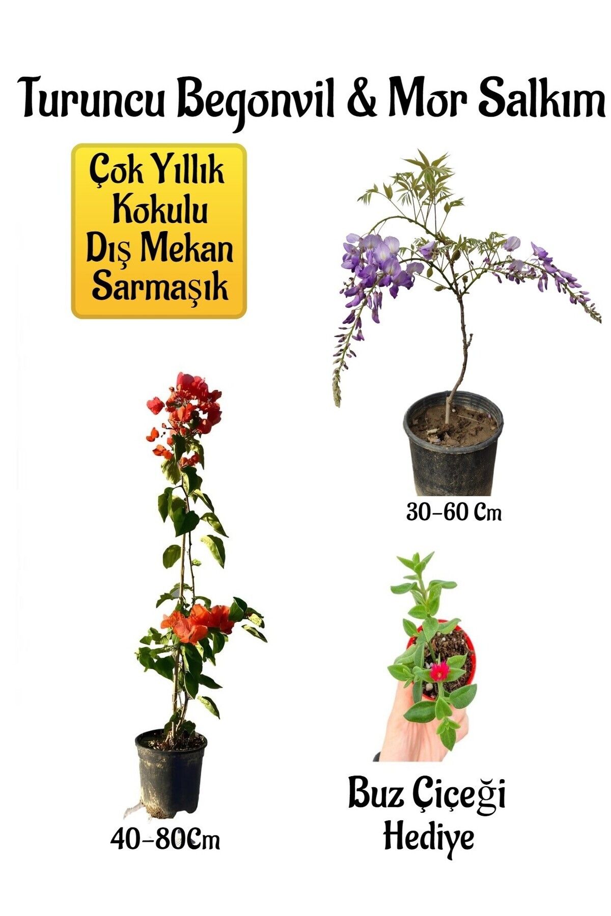 serada decor plant Turuncu Begonvil Çiçeği+Mor Salkım Ağacı Fidanı Buz Çiçeği Hediyeli Bahçe Peyzaj Seti