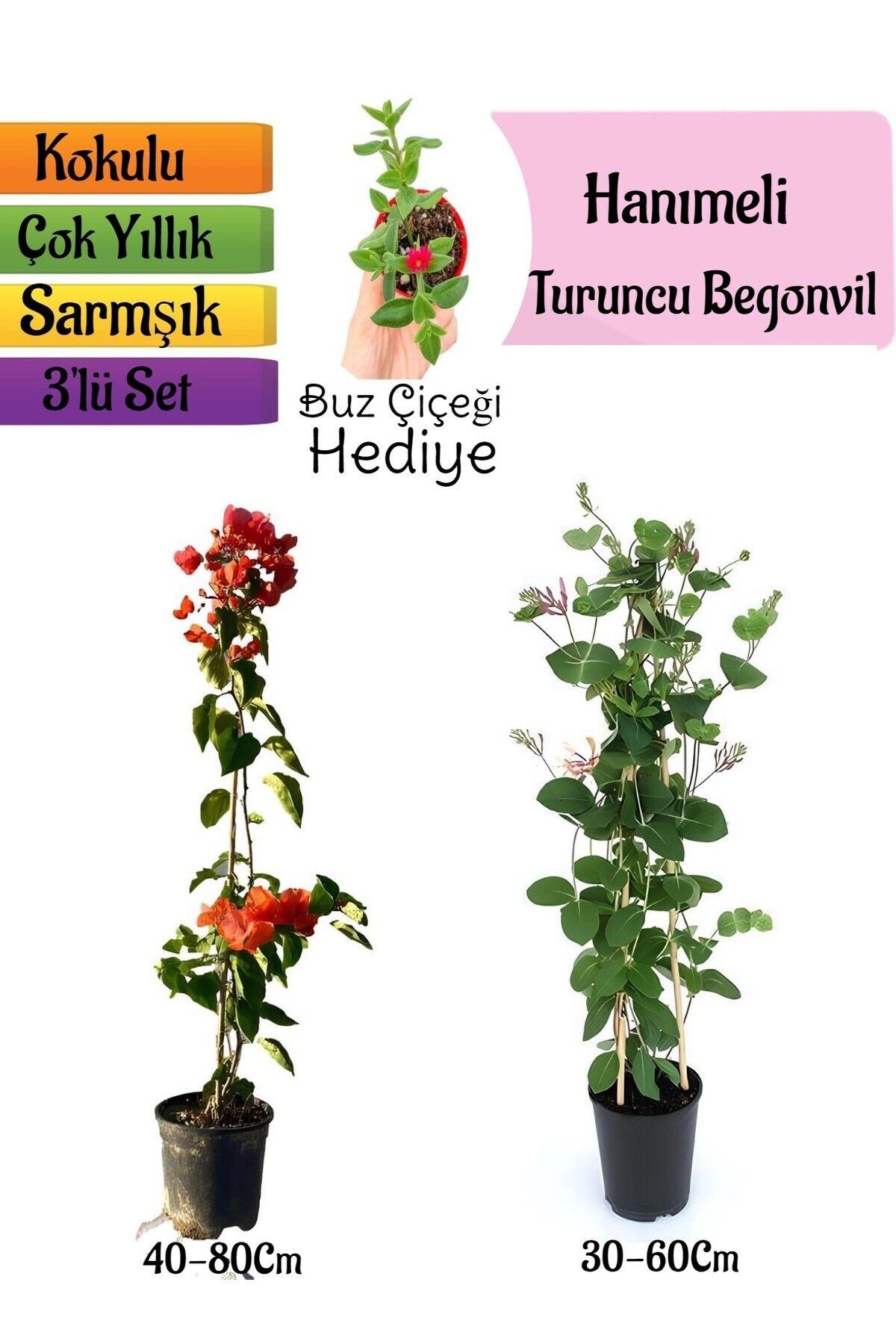 serada decor plant Turuncu Begonvil+Kokulu Hanımeli Çiçeği+Buz Çiçeği Hediyeli 3'lü Peyzaj Seti