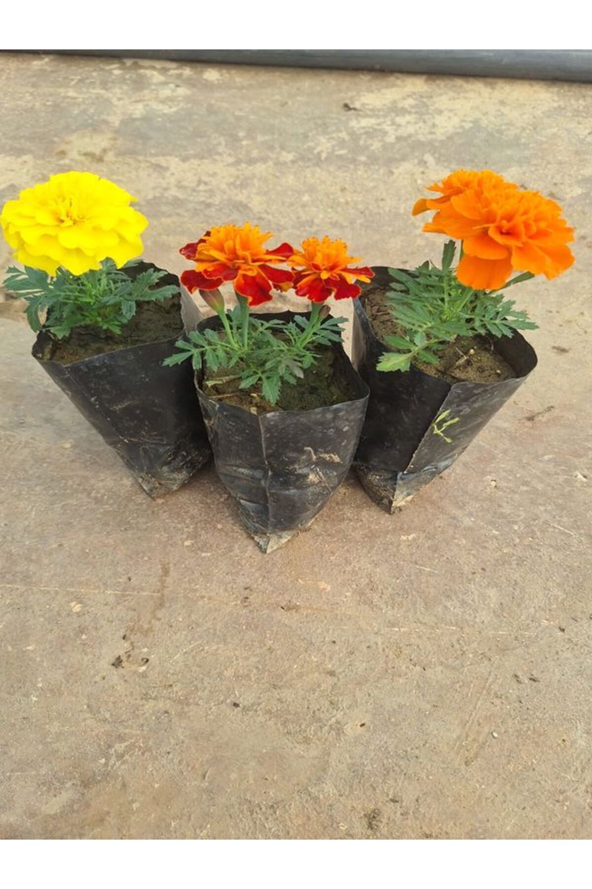 serada decor plant 3'Lü Yoğun Kokulu Çıtır Kadife Çiçeği Seti (Turuncu- Sarı- Alacalı)
