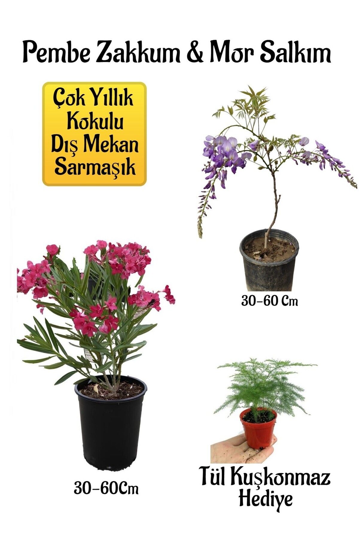 serada decor plant Pembe Zakkum Fidanı+Mor Salkım Ağacı Fidanı Tül Kuşkonmmaz Hediyeli Bahçe Peyzaj Seti