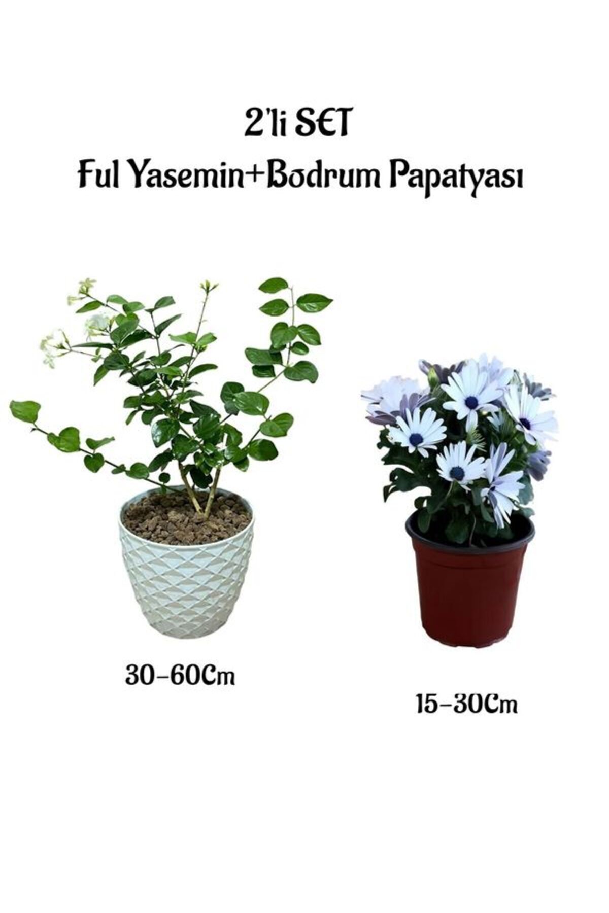 serada decor plant Harika Kokulu Ful Yasemin Çiçeği+Beyaz Bodrum Papatyası 2'li Peyzaj Seti