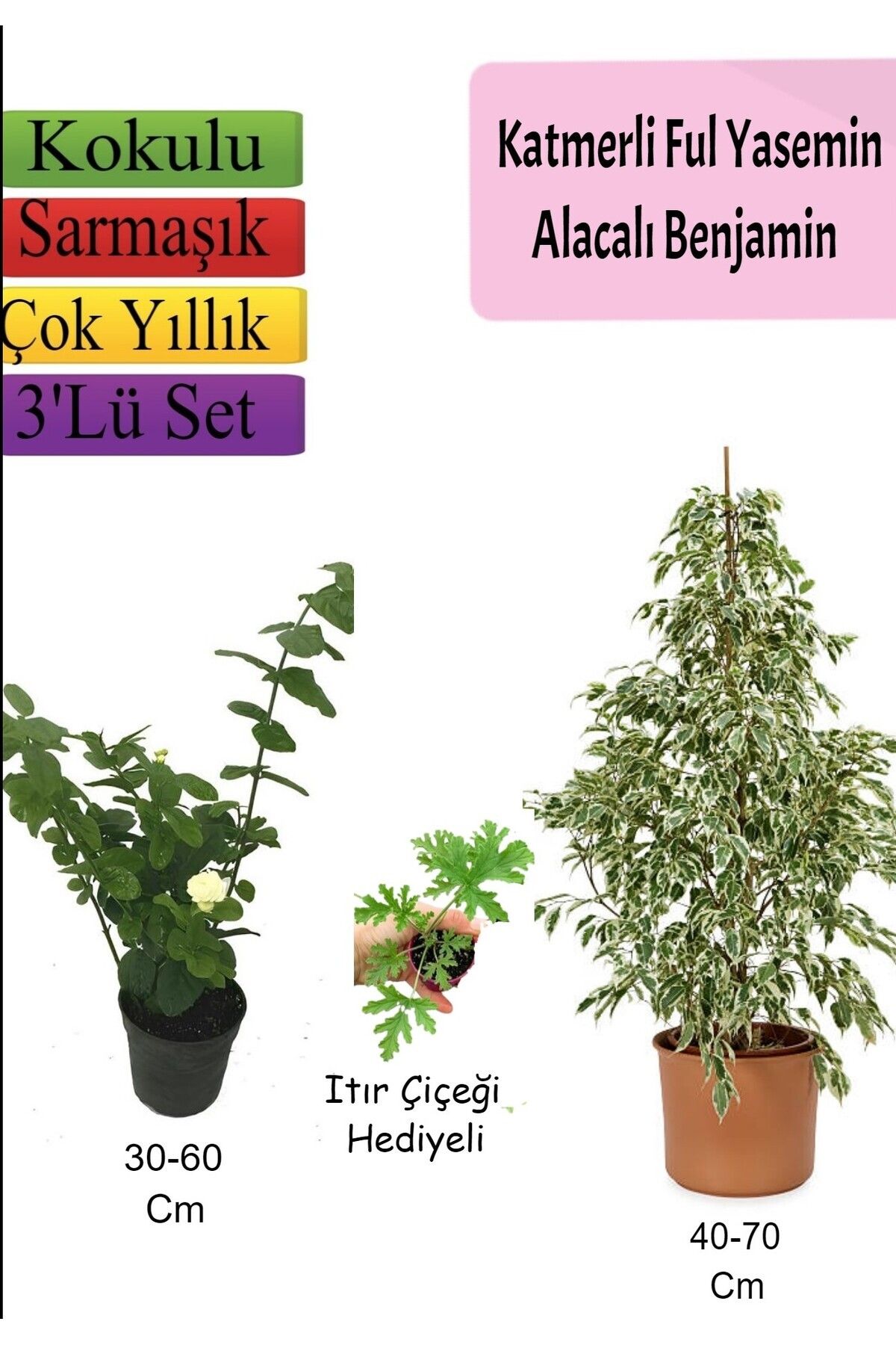serada decor plant Beyaz Alacalı Benjamin Bitkisi+  Katmerli Ful Yasemin+ Itır Çiçeği